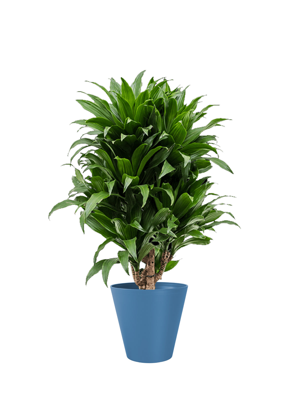 Dracena Compacta grande