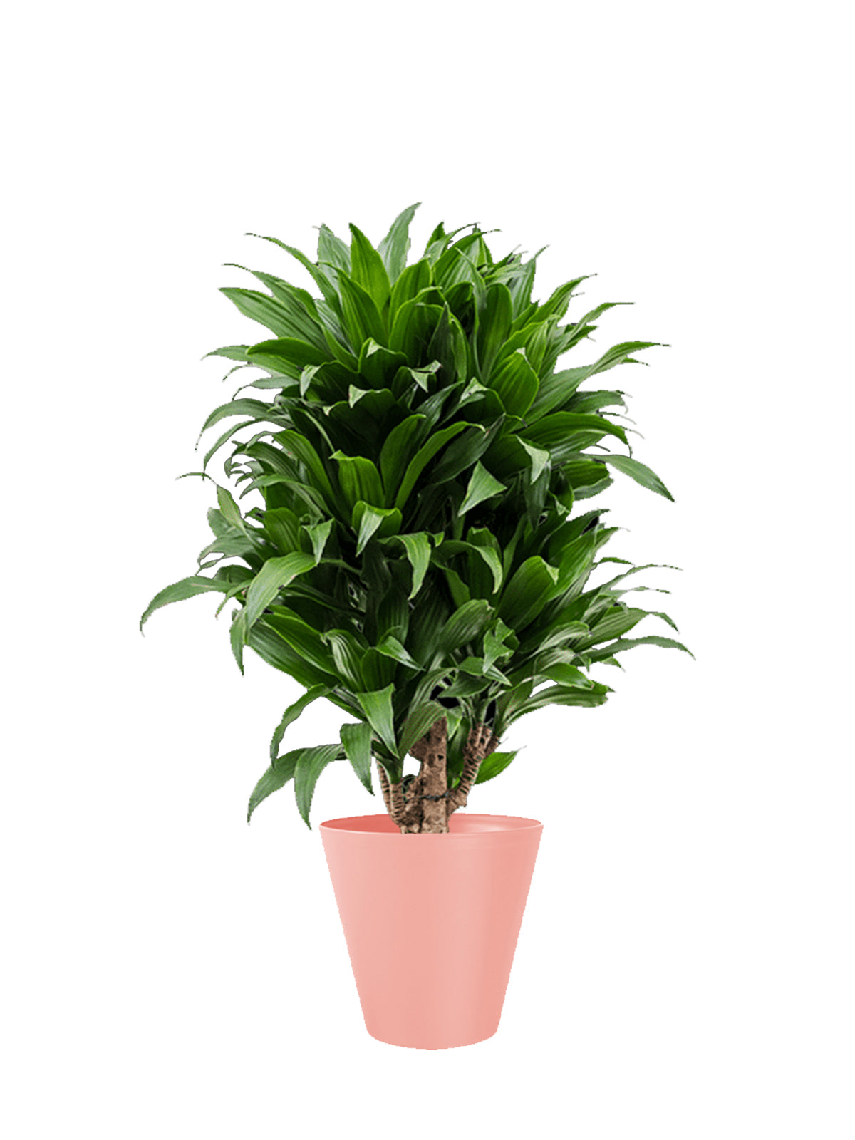 Dracena Compacta grande