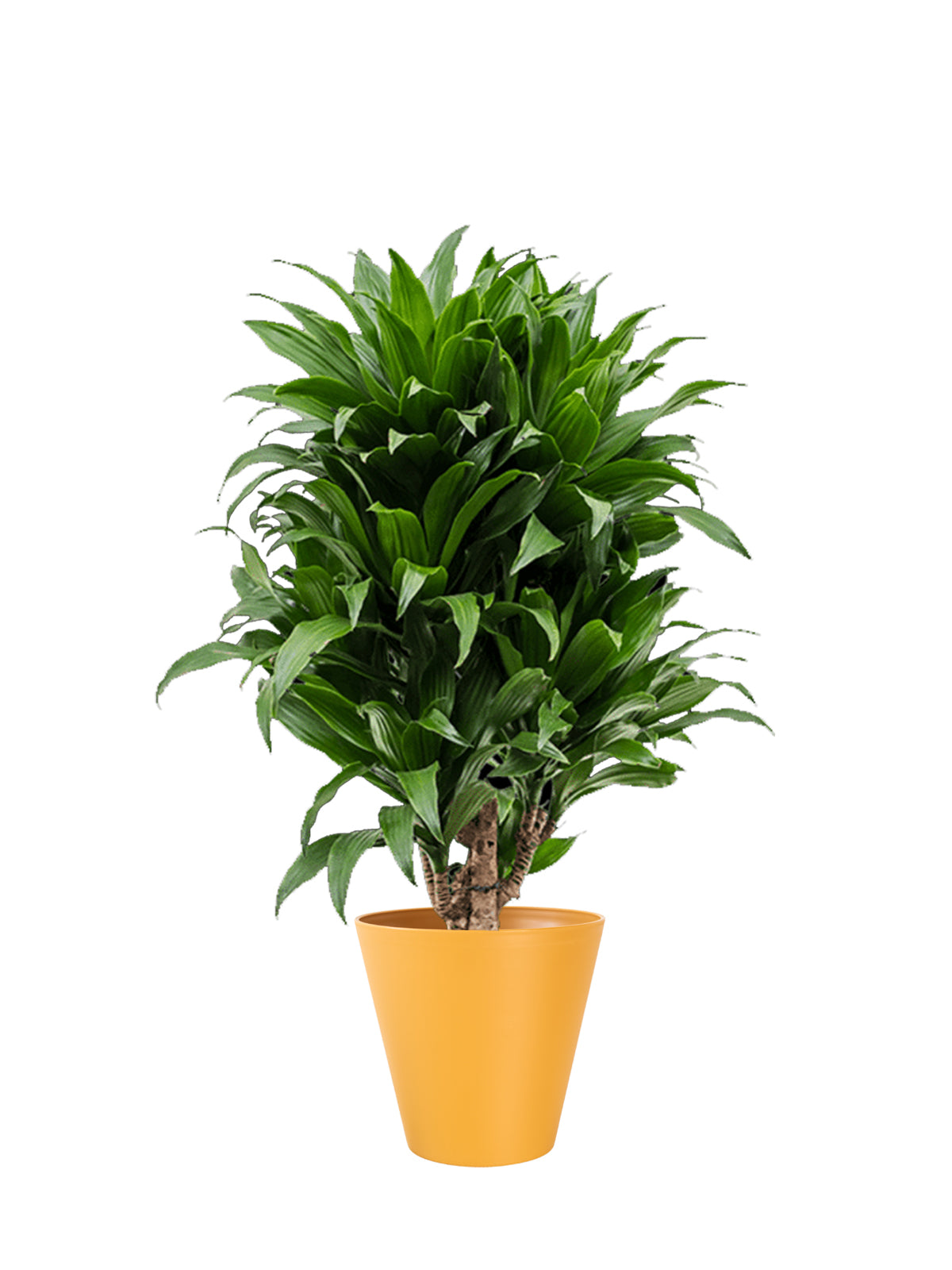 Dracena Compacta grande