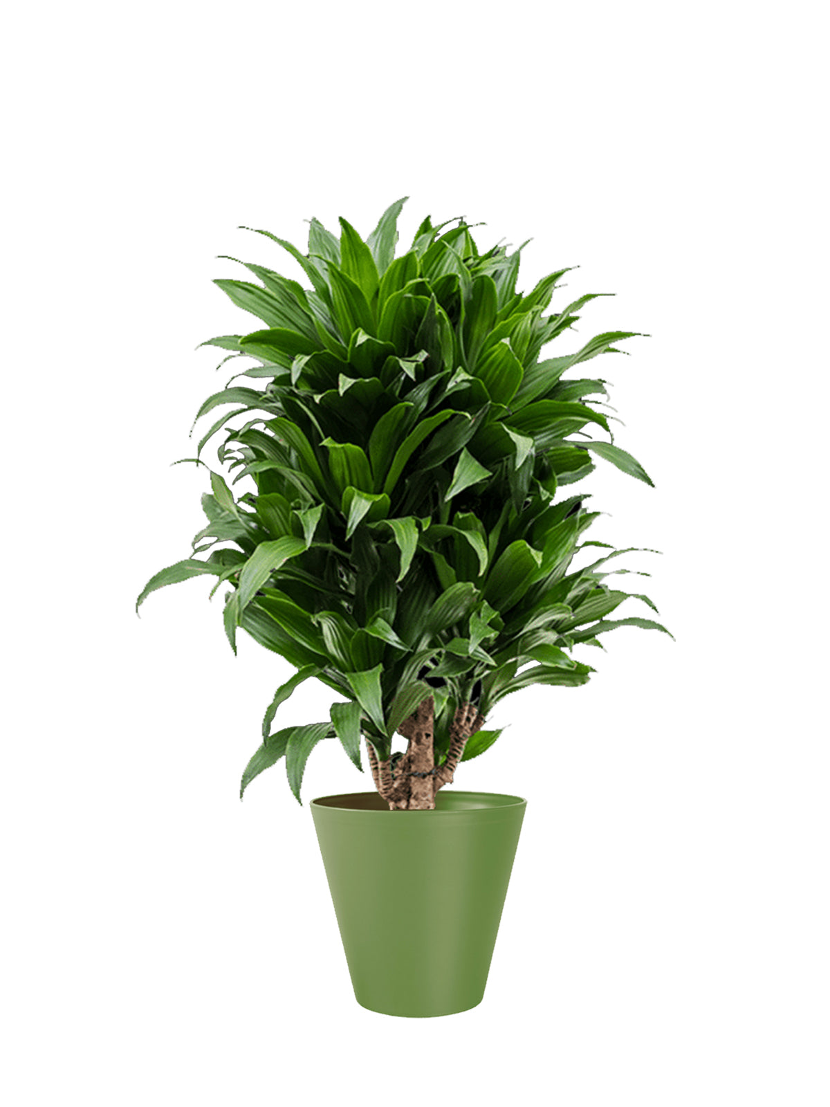 Dracena Compacta grande