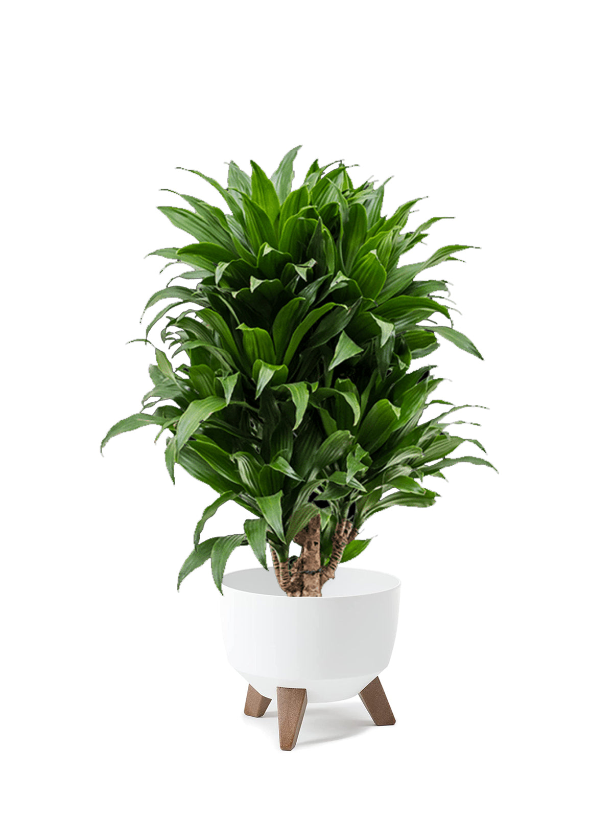 Dracena Compacta grande