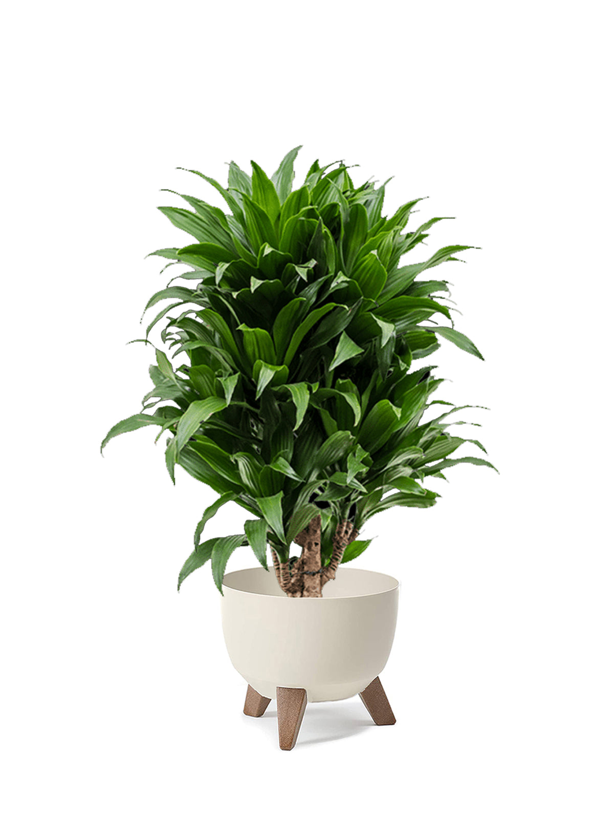 Dracena Compacta grande