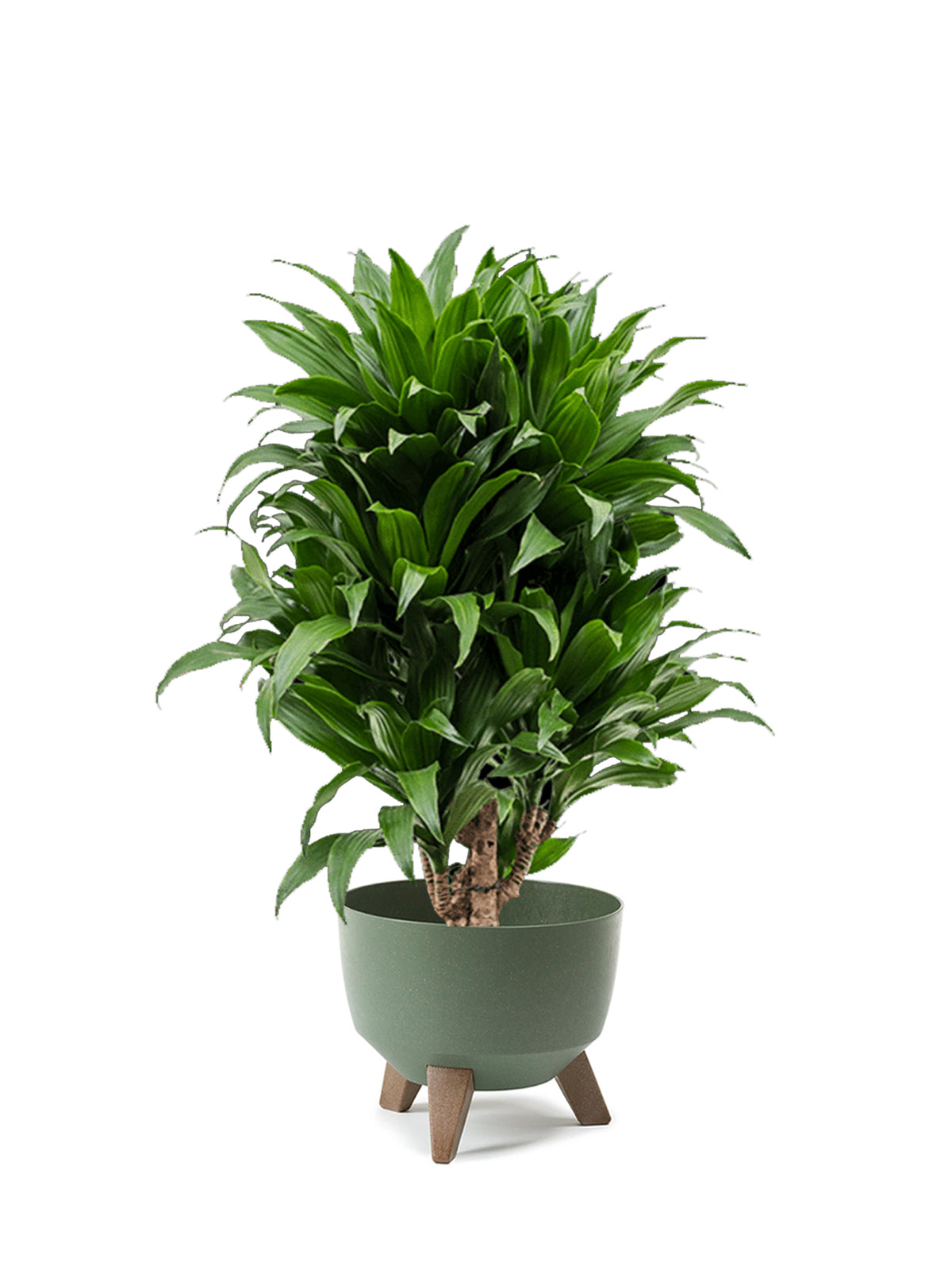 Dracena Compacta grande