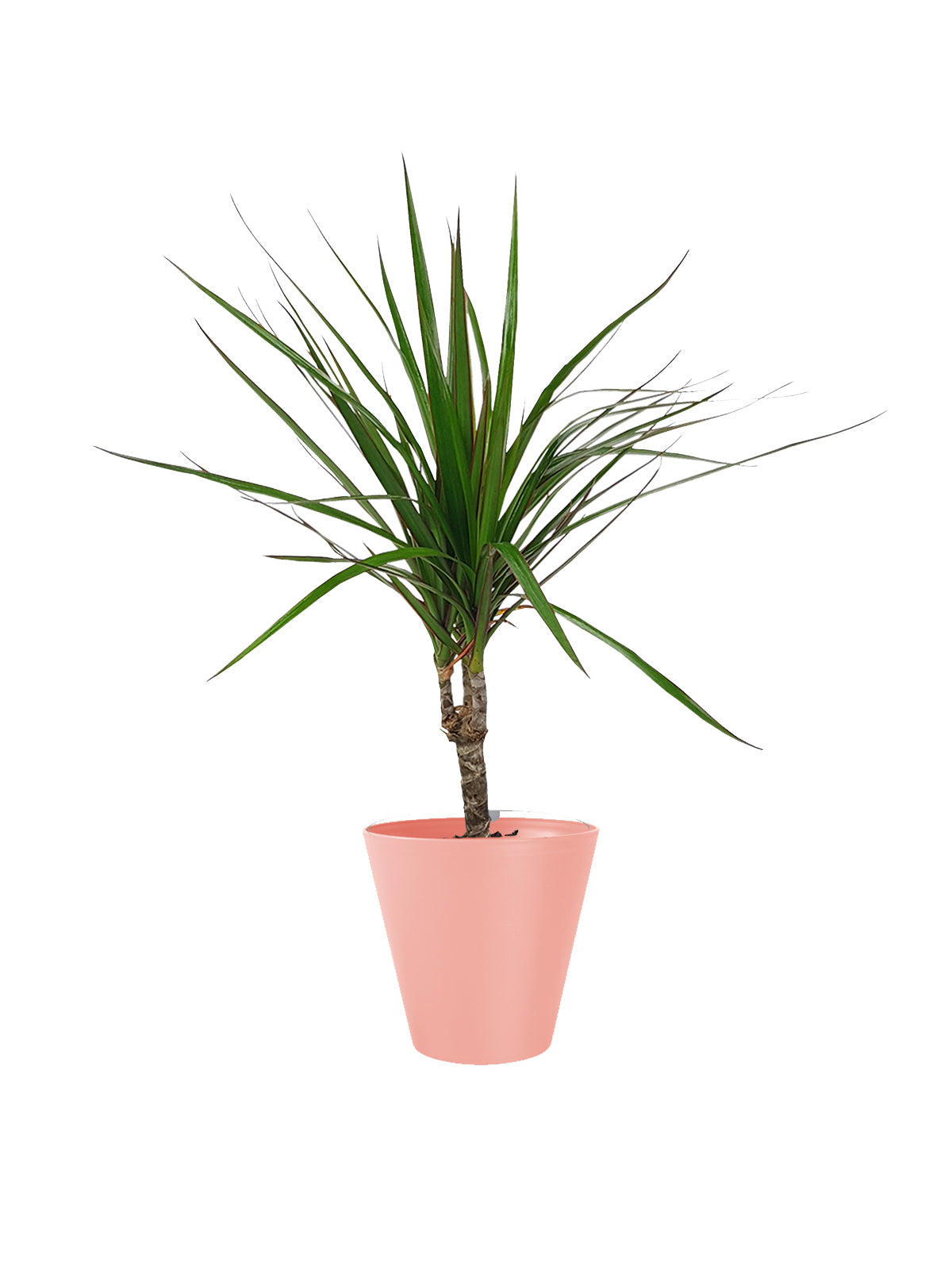 Dracena Marginata