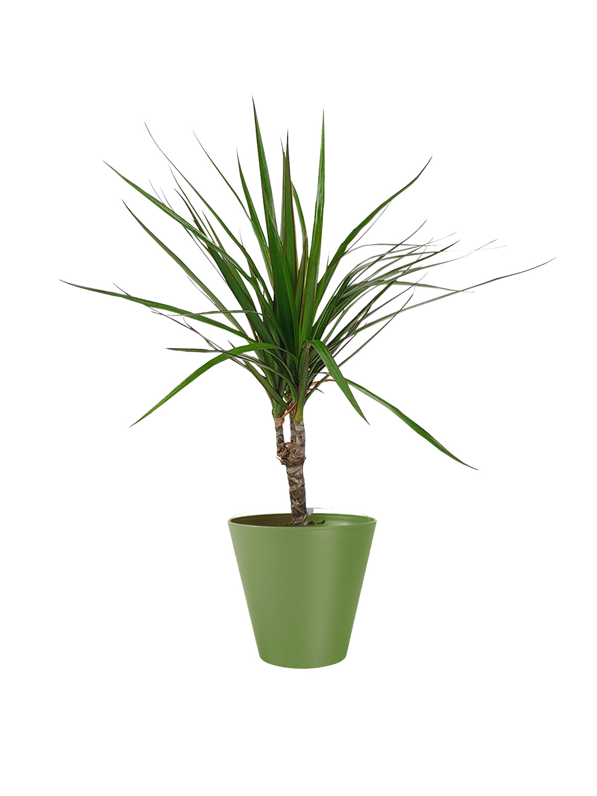 Dracena Marginata