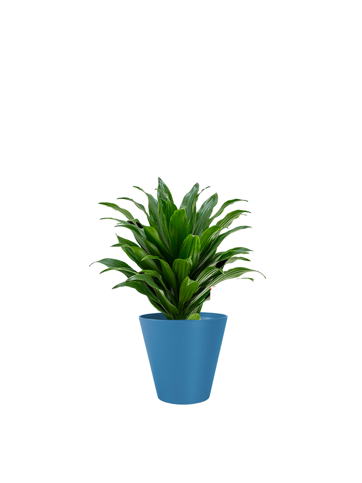 Dracena Compacta