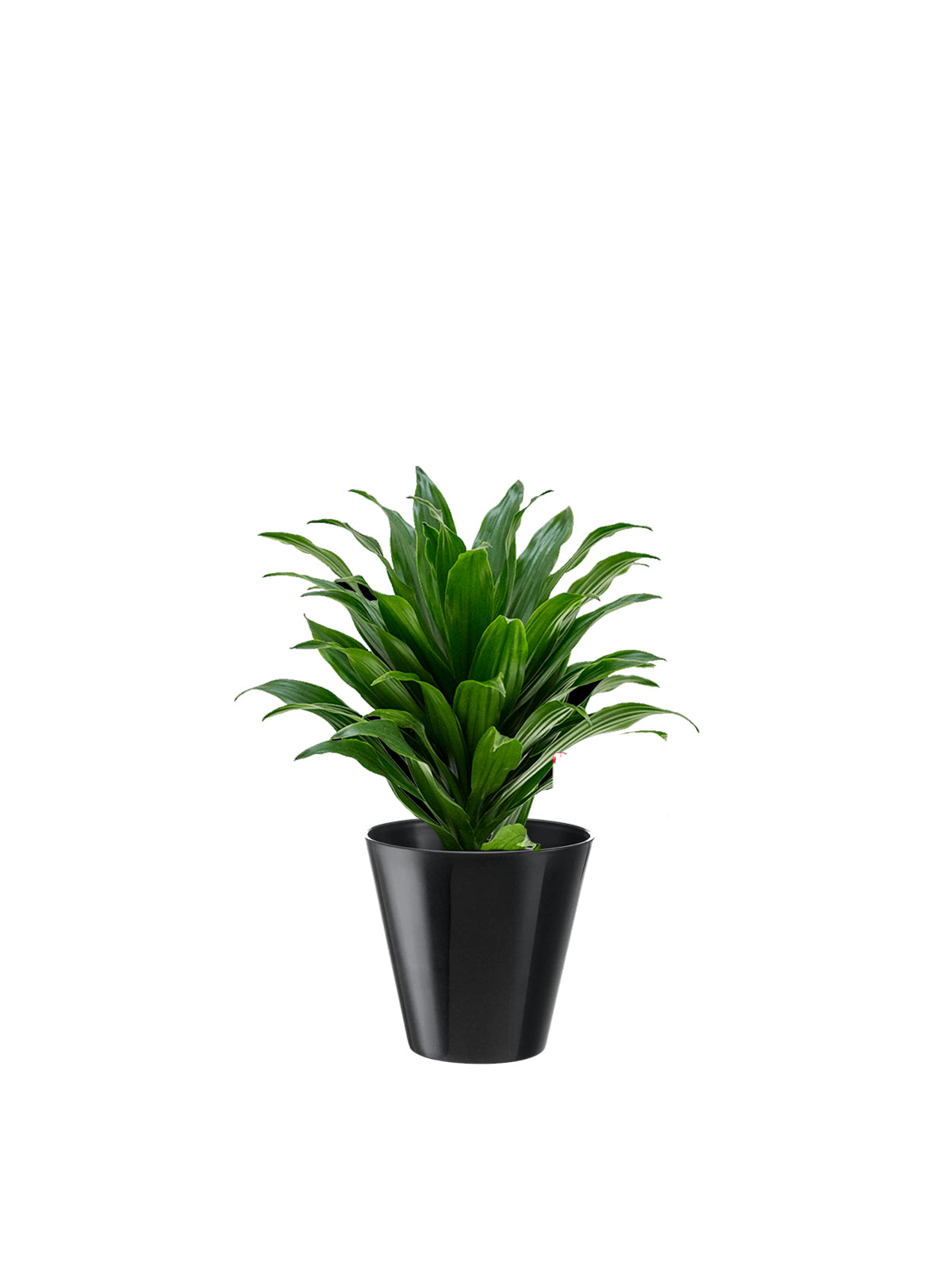 Dracena Compacta