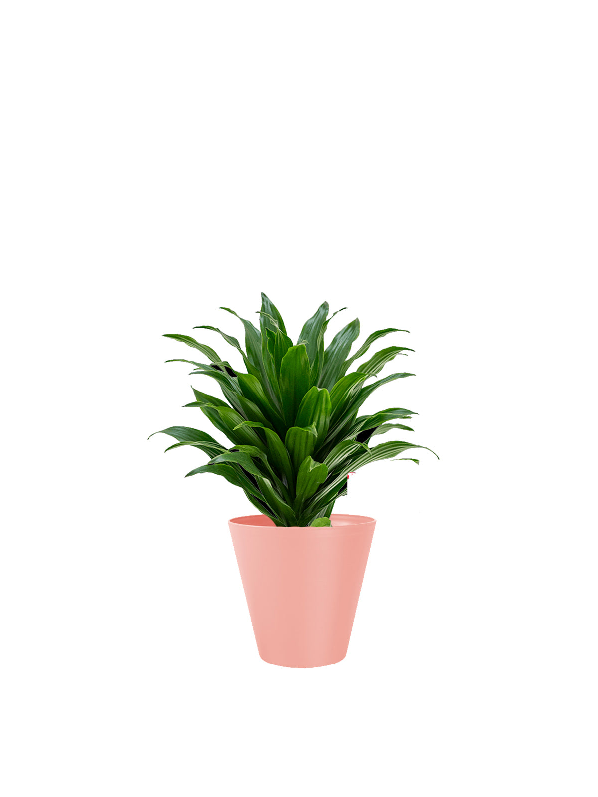 Dracena Compacta