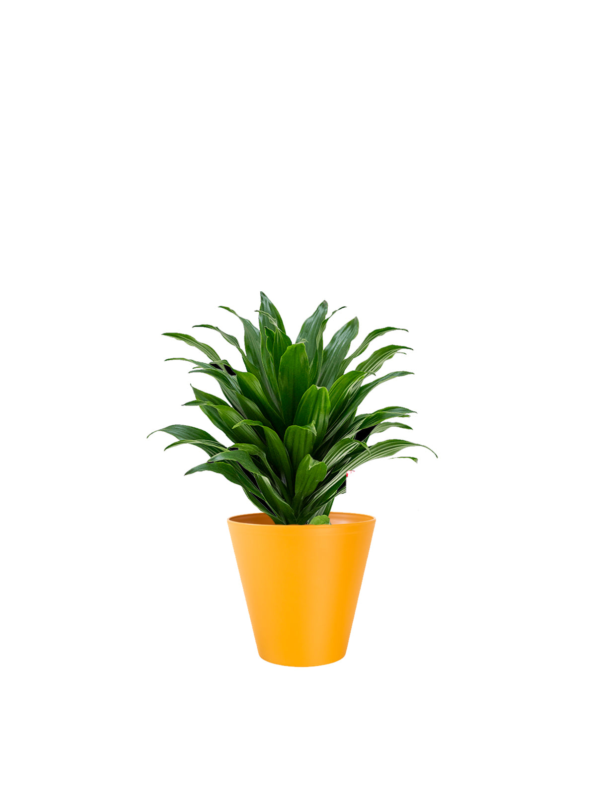 Dracena Compacta