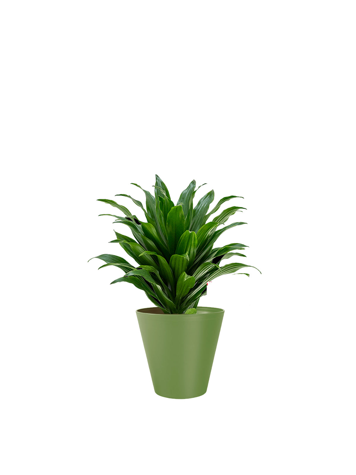 Dracena Compacta