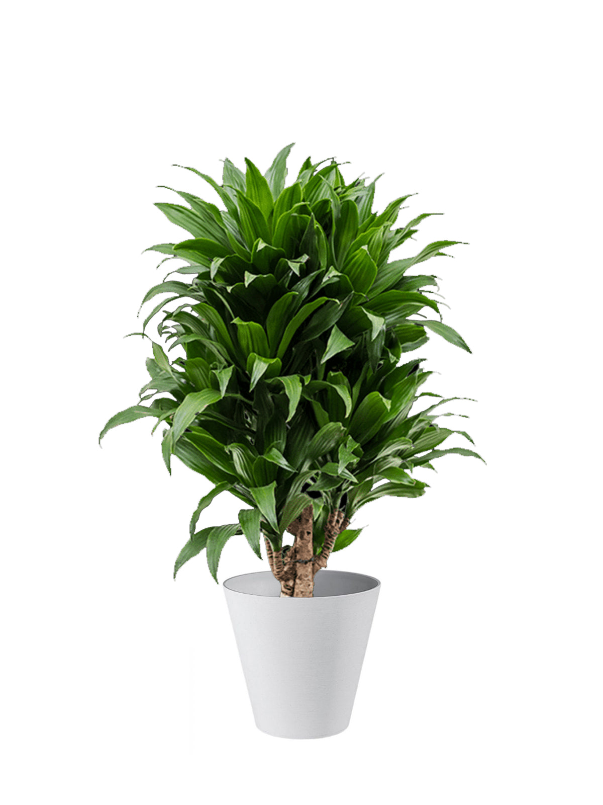 Dracena Compacta grande