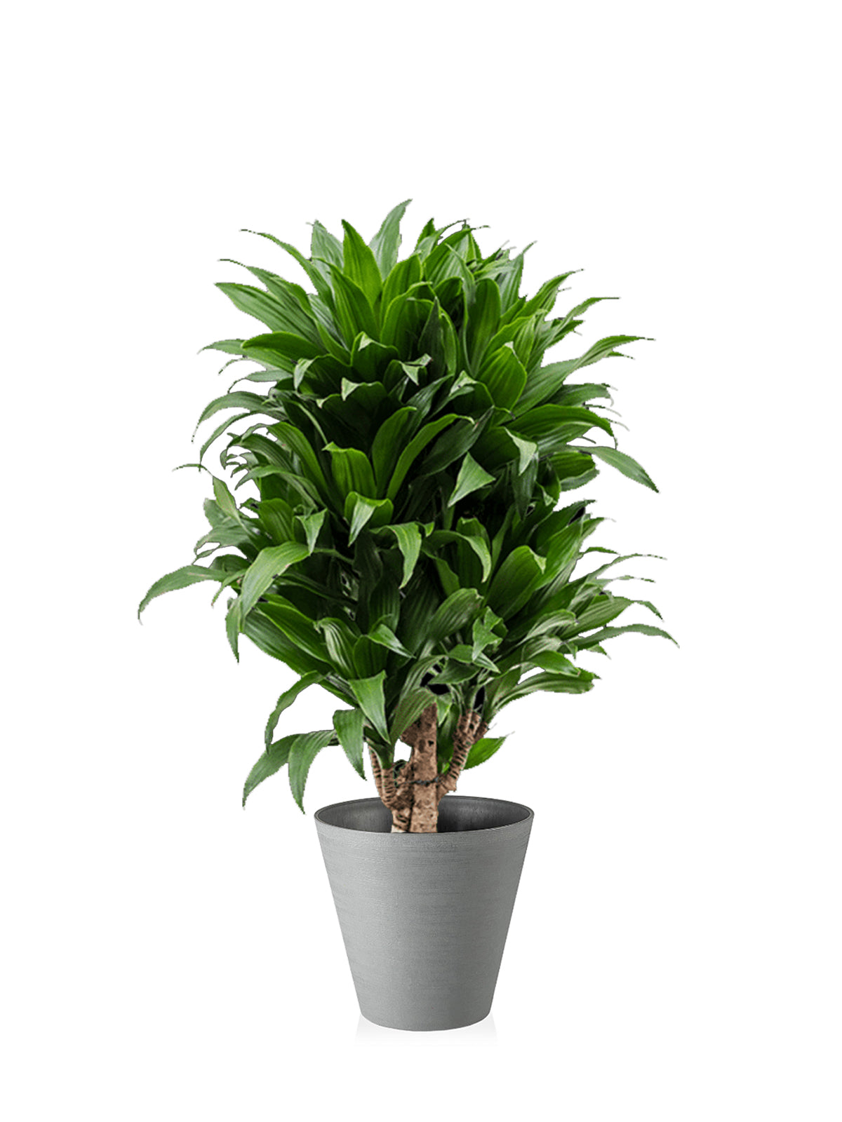 Dracena Compacta grande