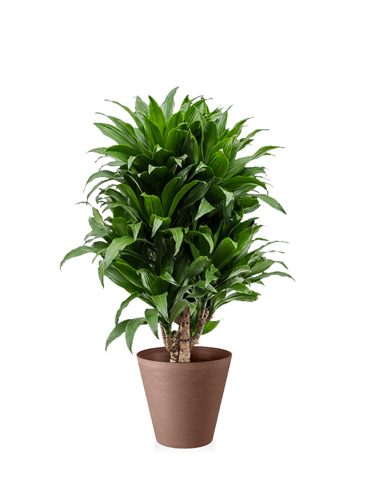 Dracena Compacta grande
