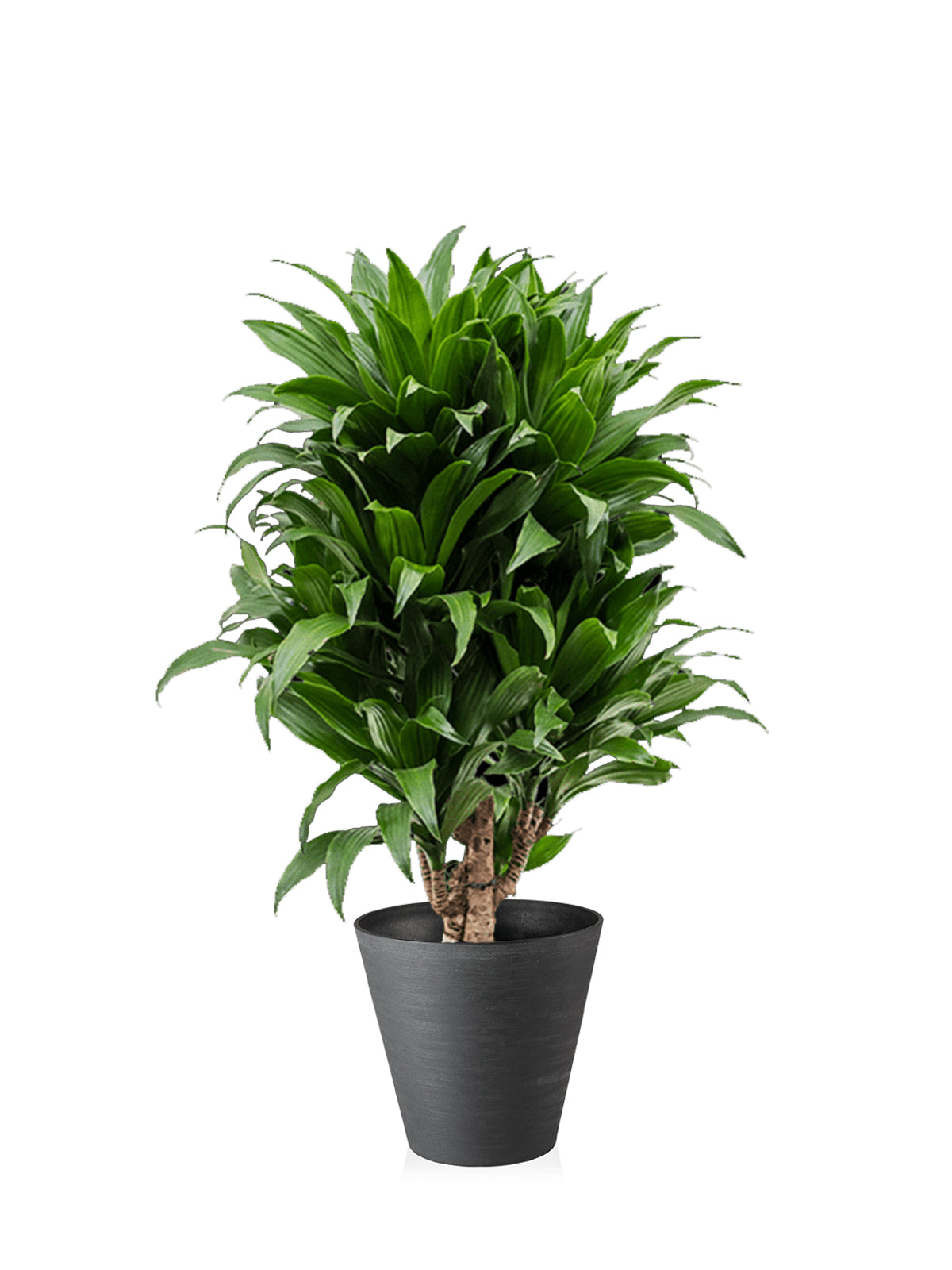 Dracena Compacta grande