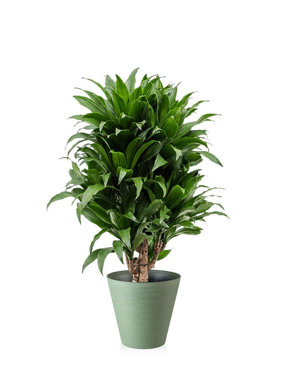 Dracena Compacta grande