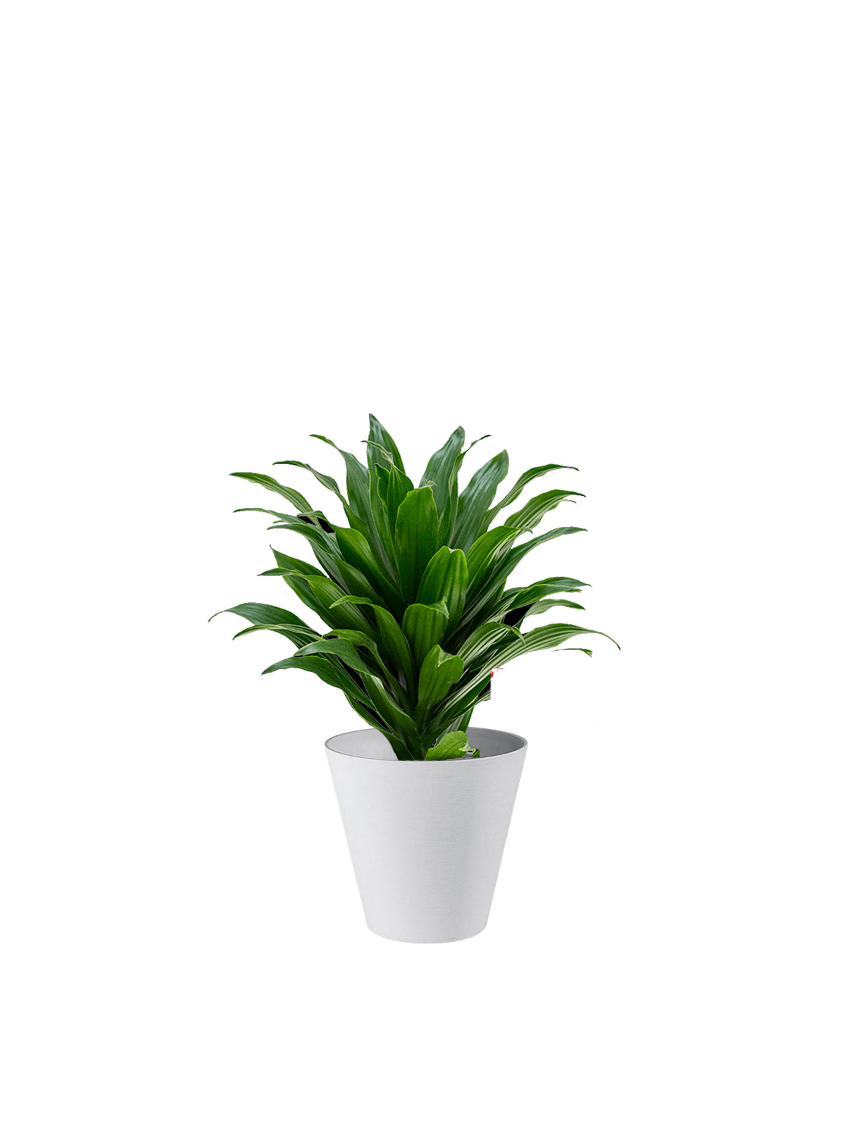 Dracena Compacta