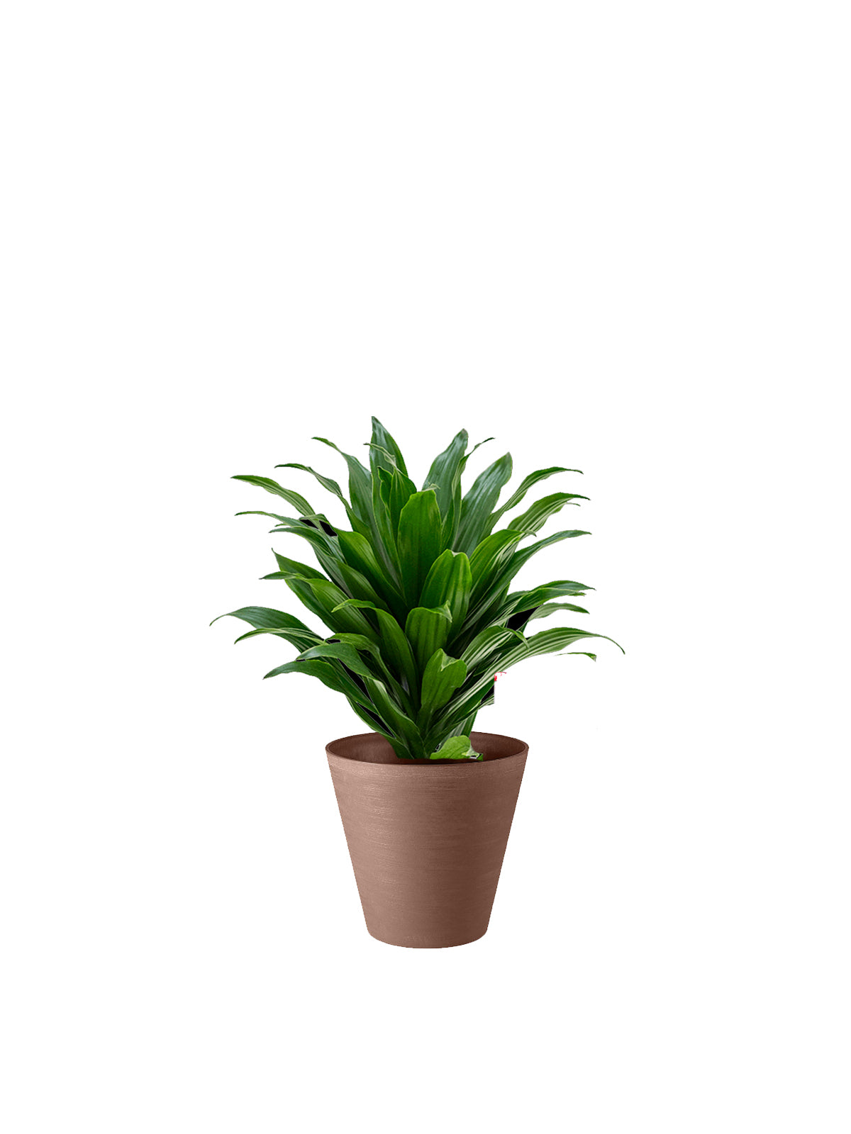 Dracena Compacta