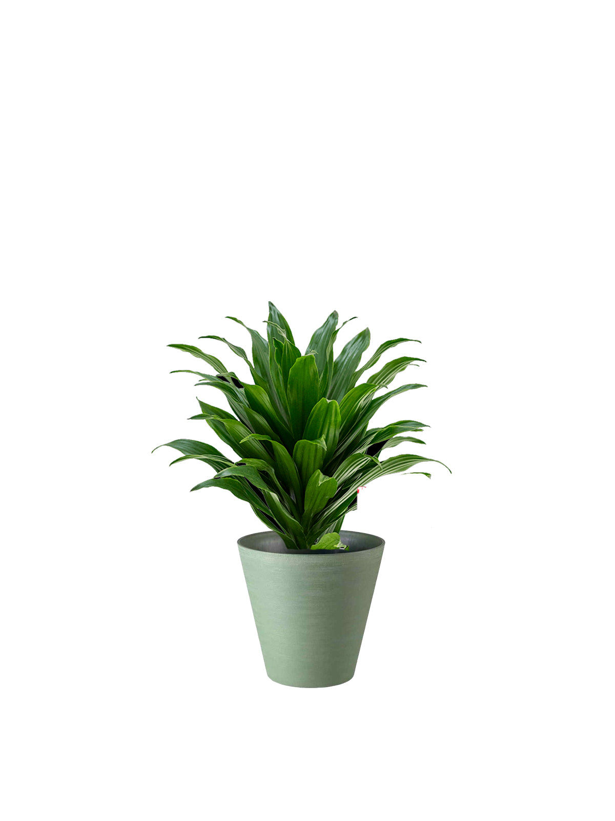 Dracena Compacta