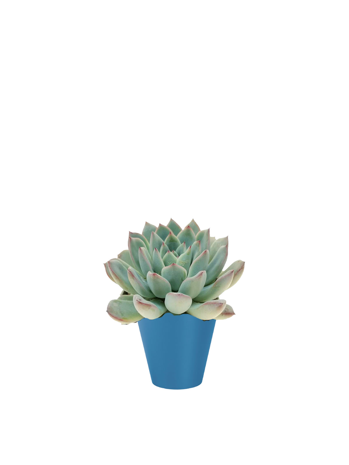 Echeveria