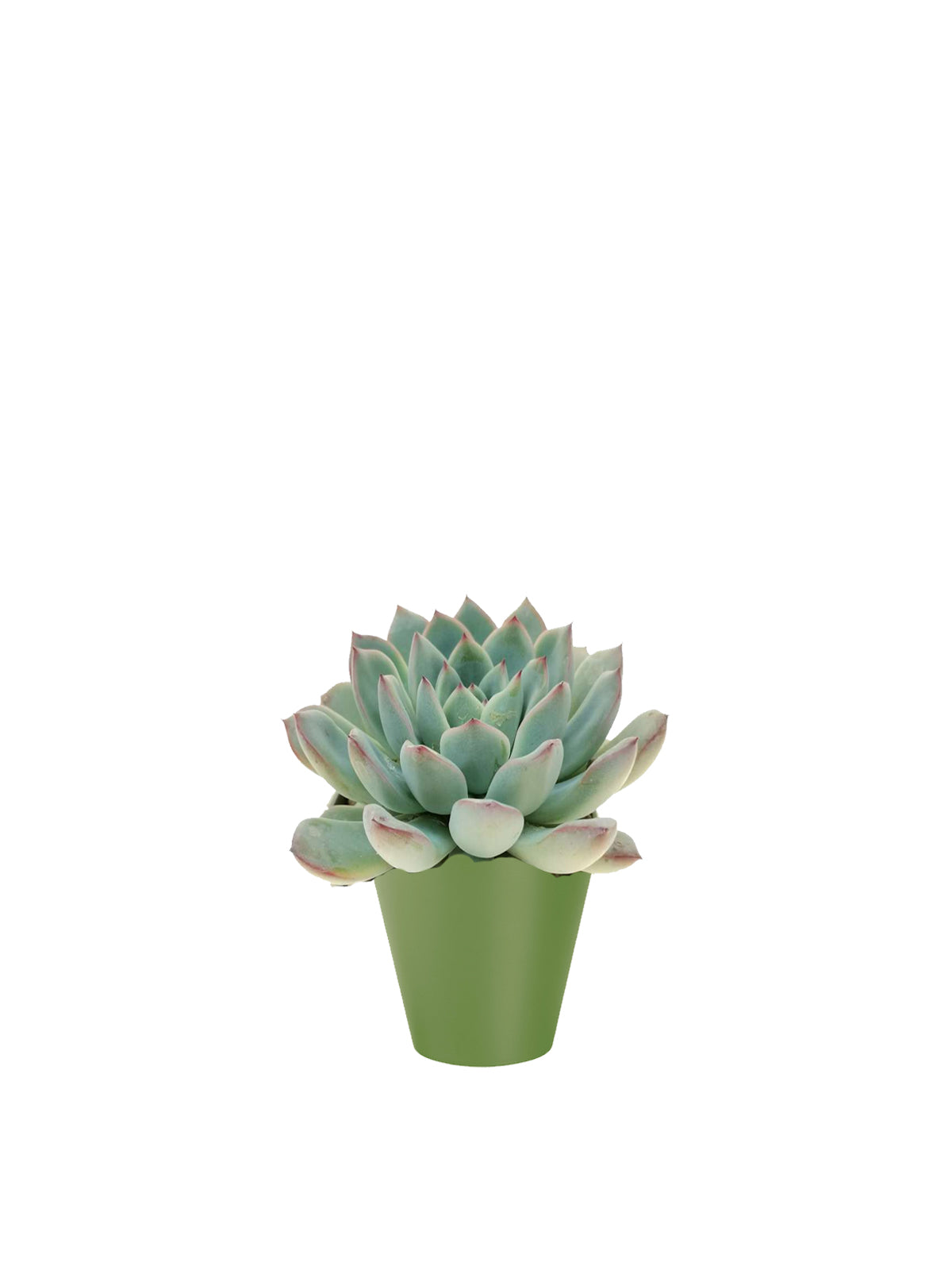 Echeveria