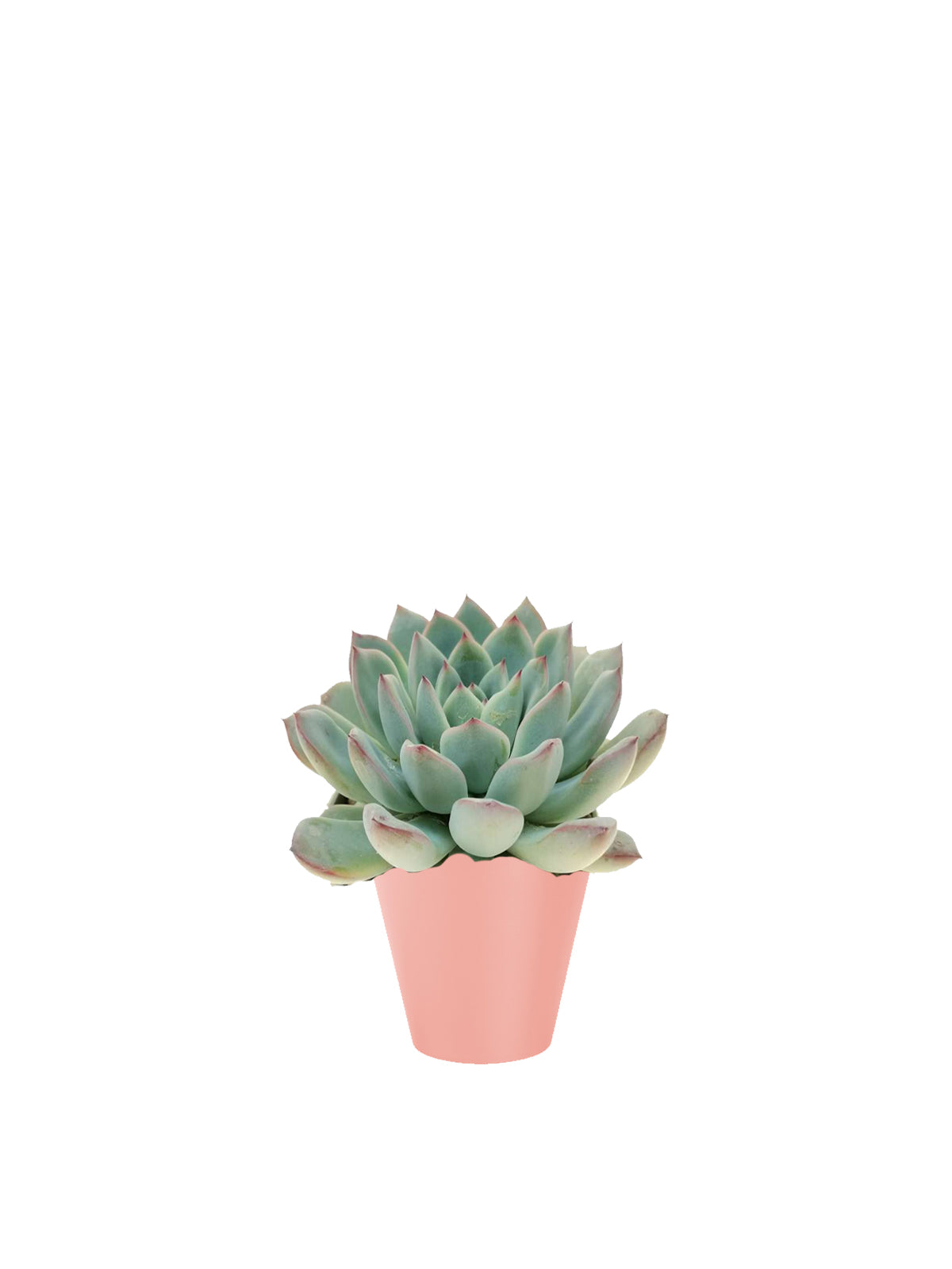 Echeveria