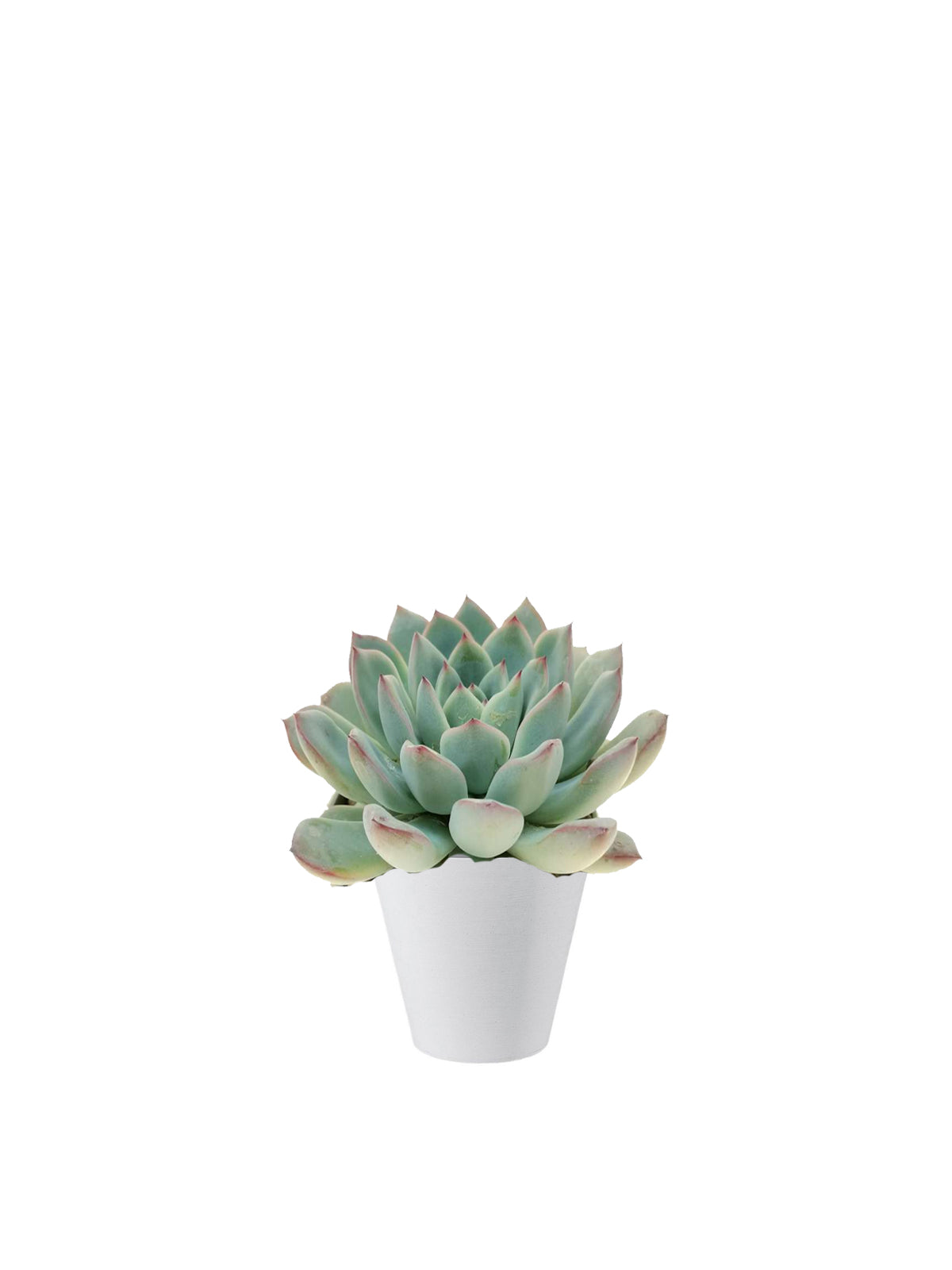 Echeveria