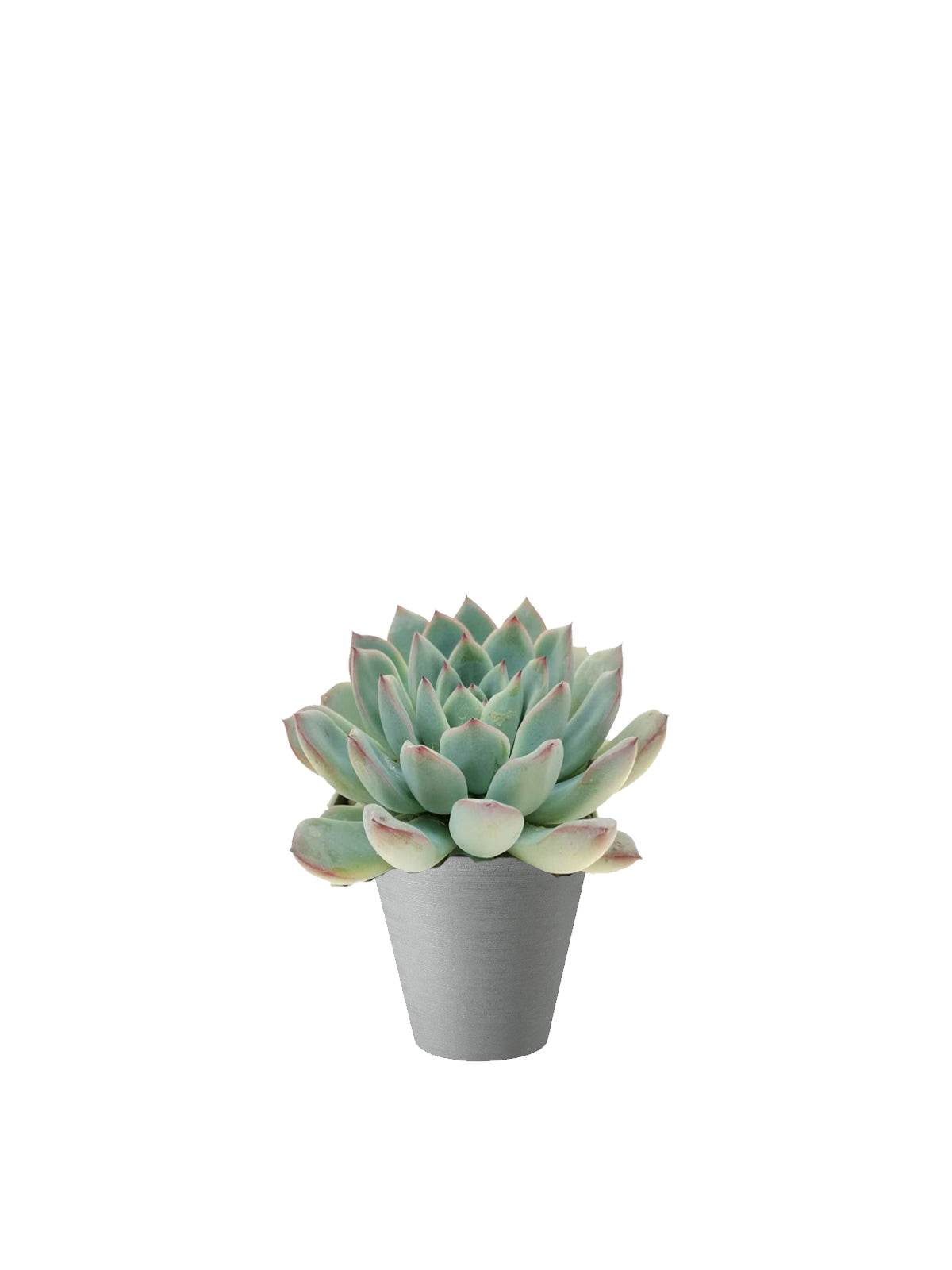 Echeveria