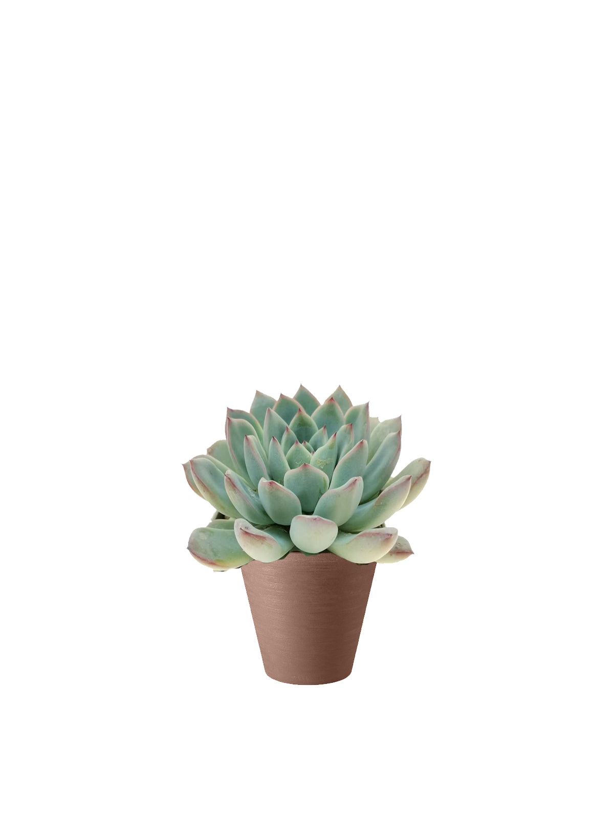 Echeveria