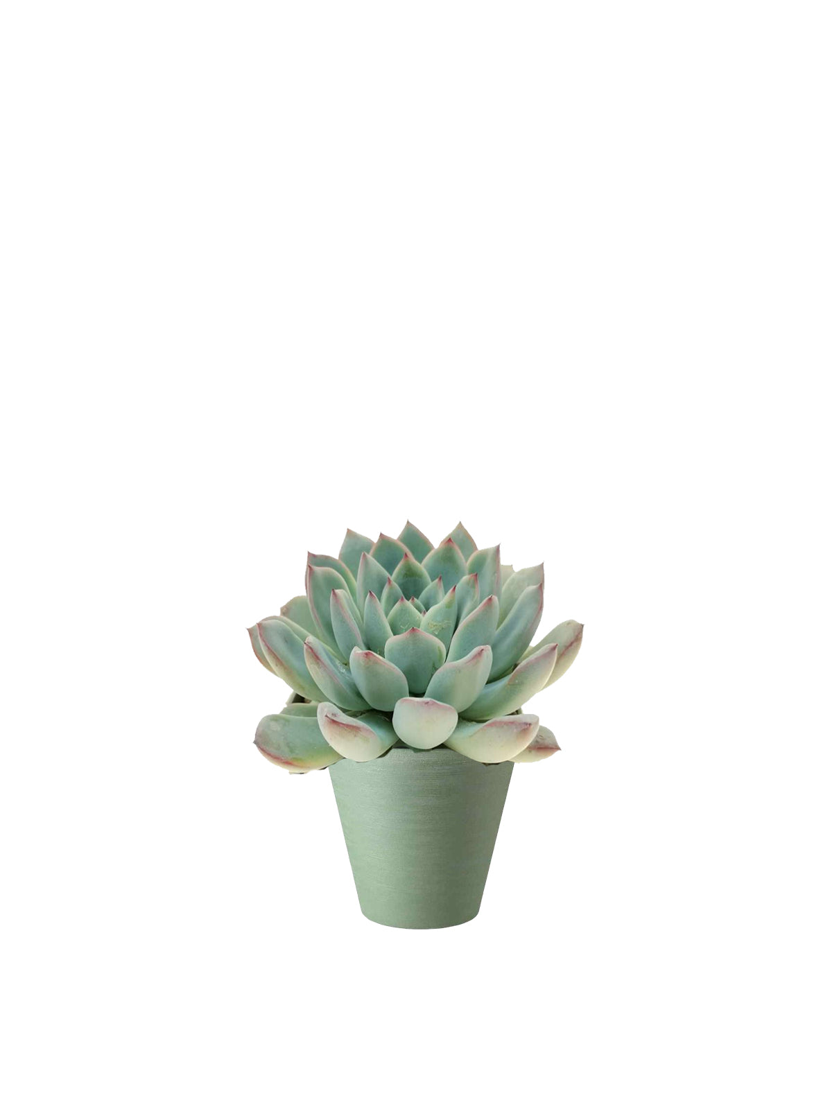 Echeveria