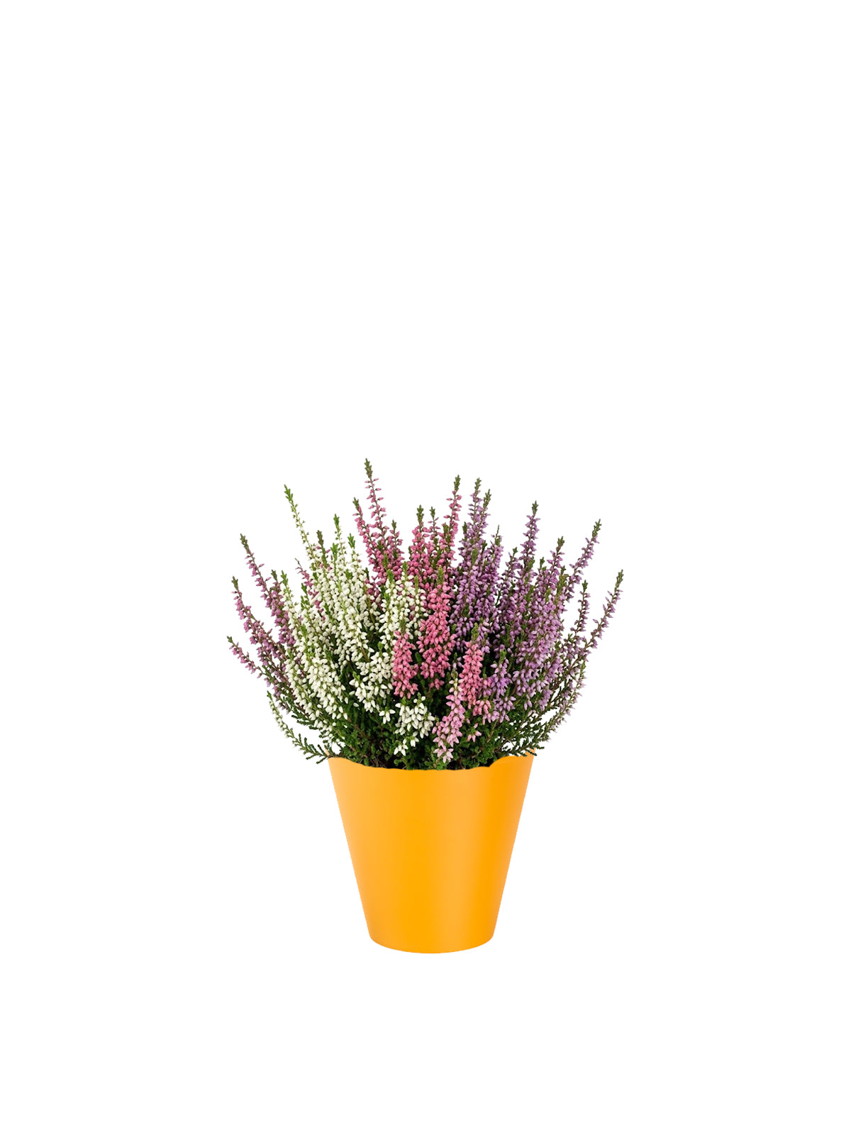 Erica Tricolore