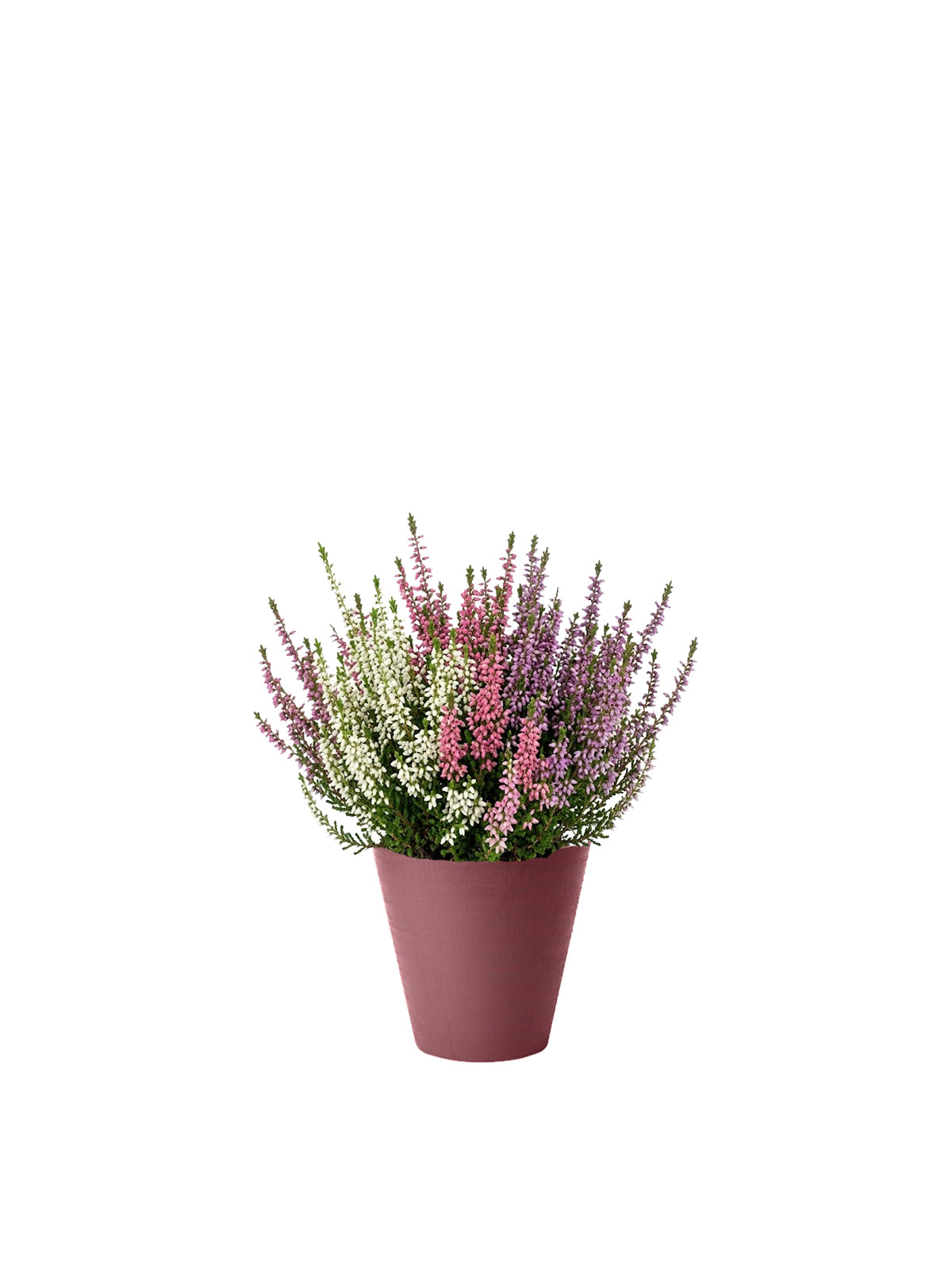 Erica Tricolore