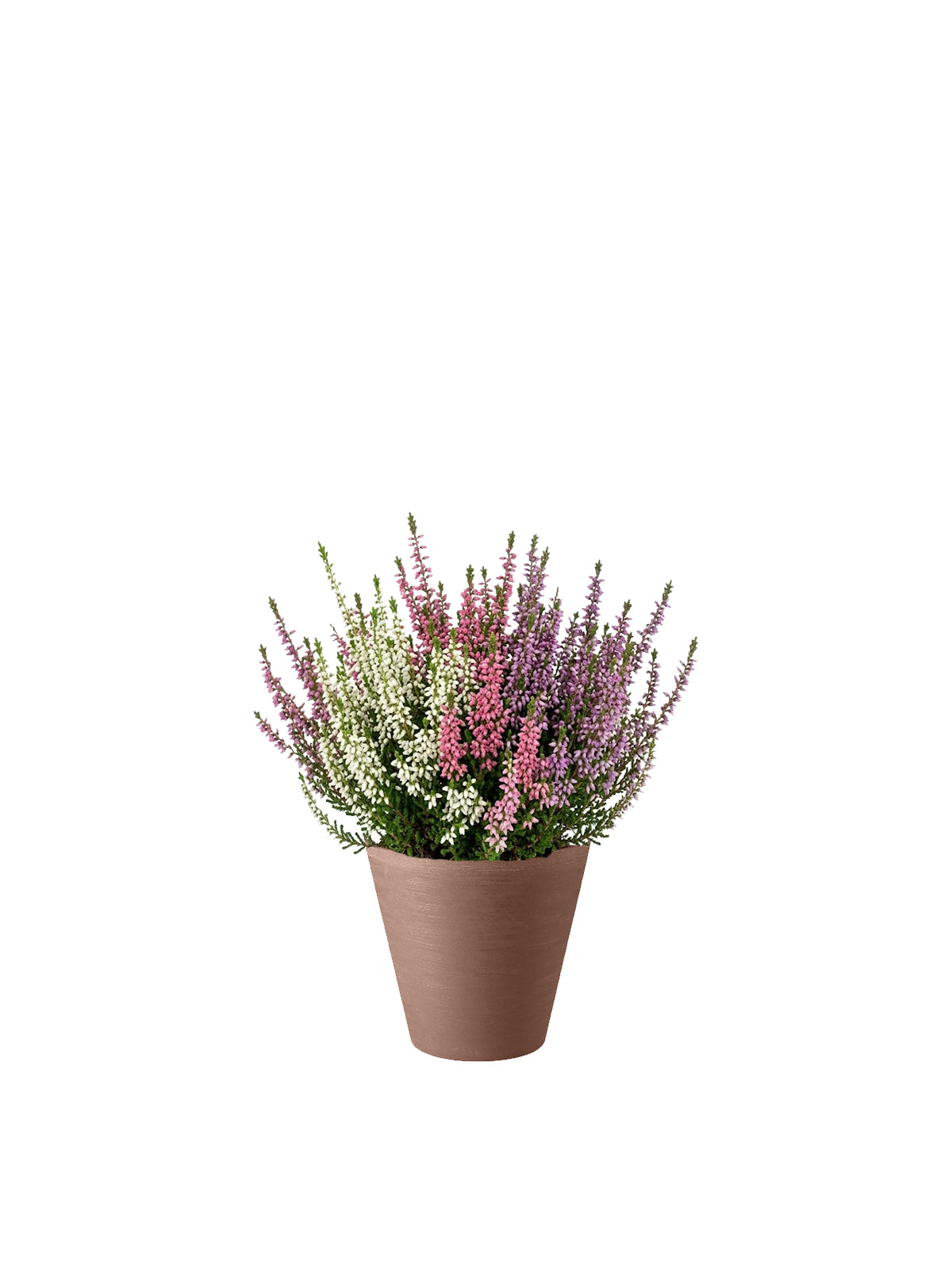 Erica Tricolore