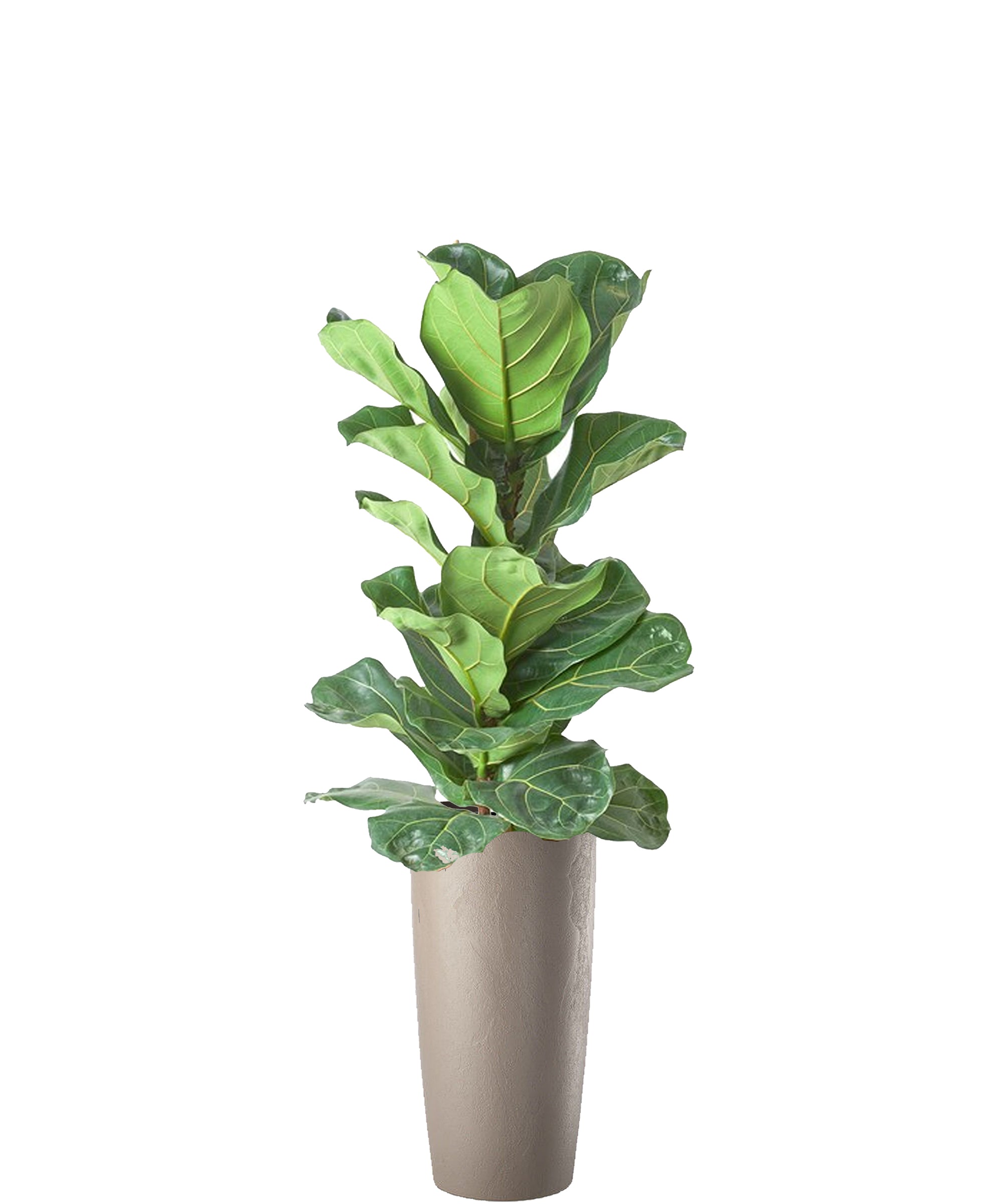 Ficus Lyrata Vip