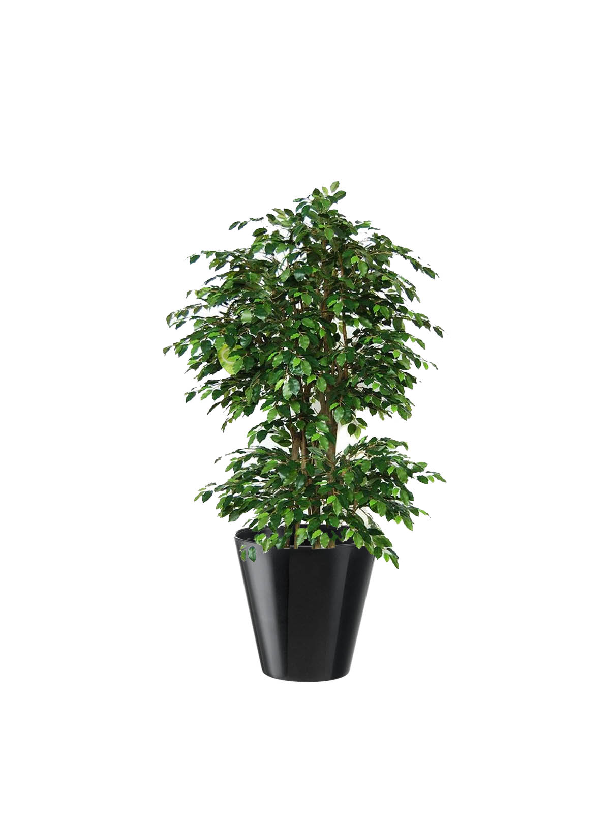 Ficus Benjamin
