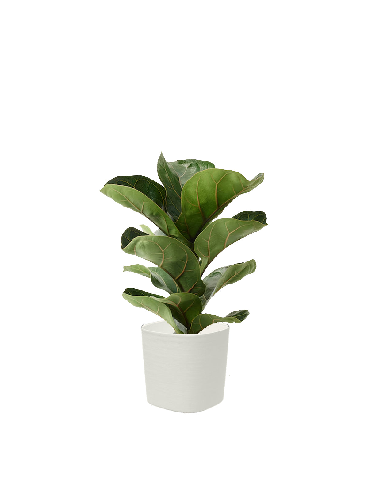 Ficus Lyrata
