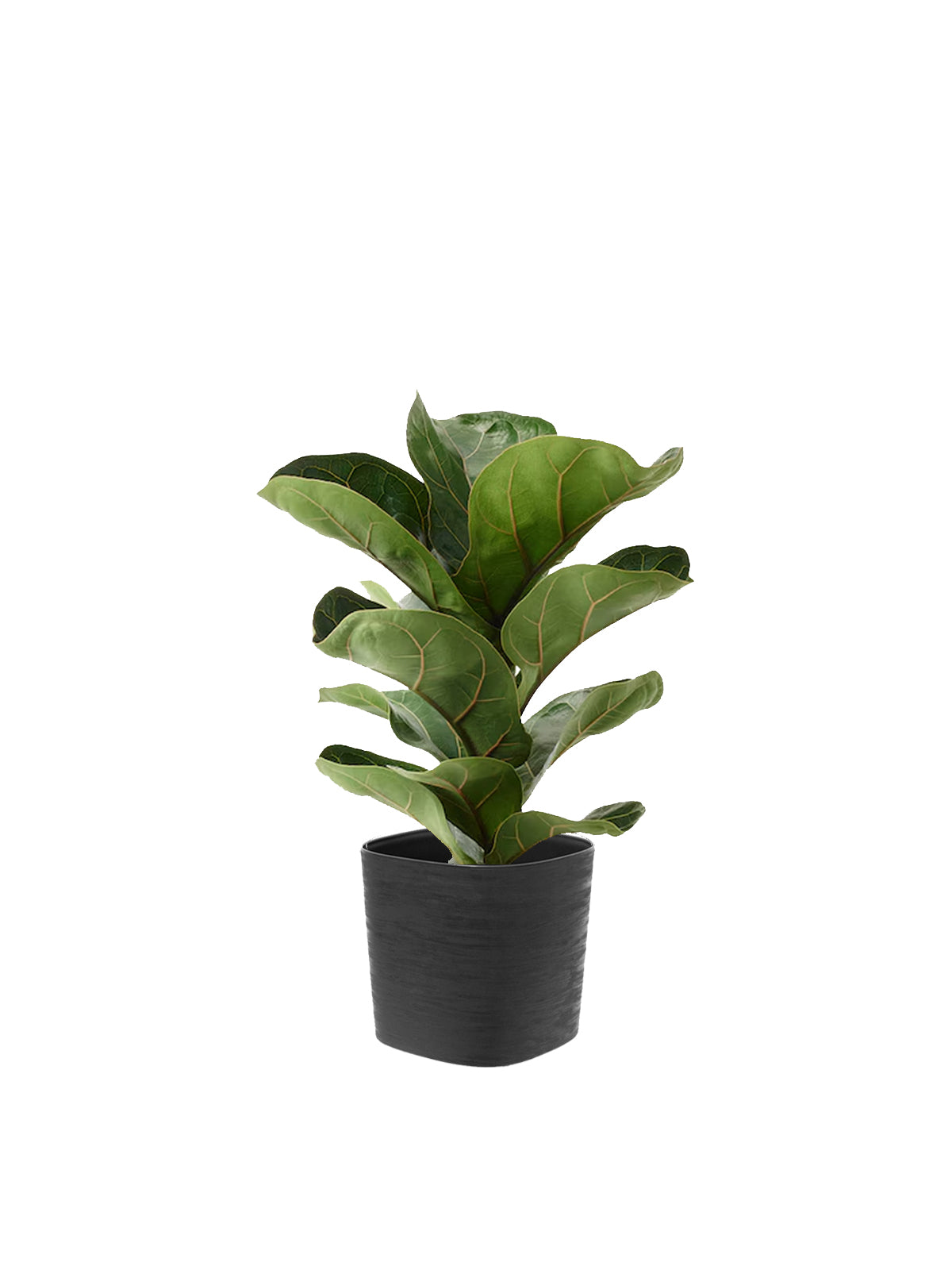 Ficus Lyrata