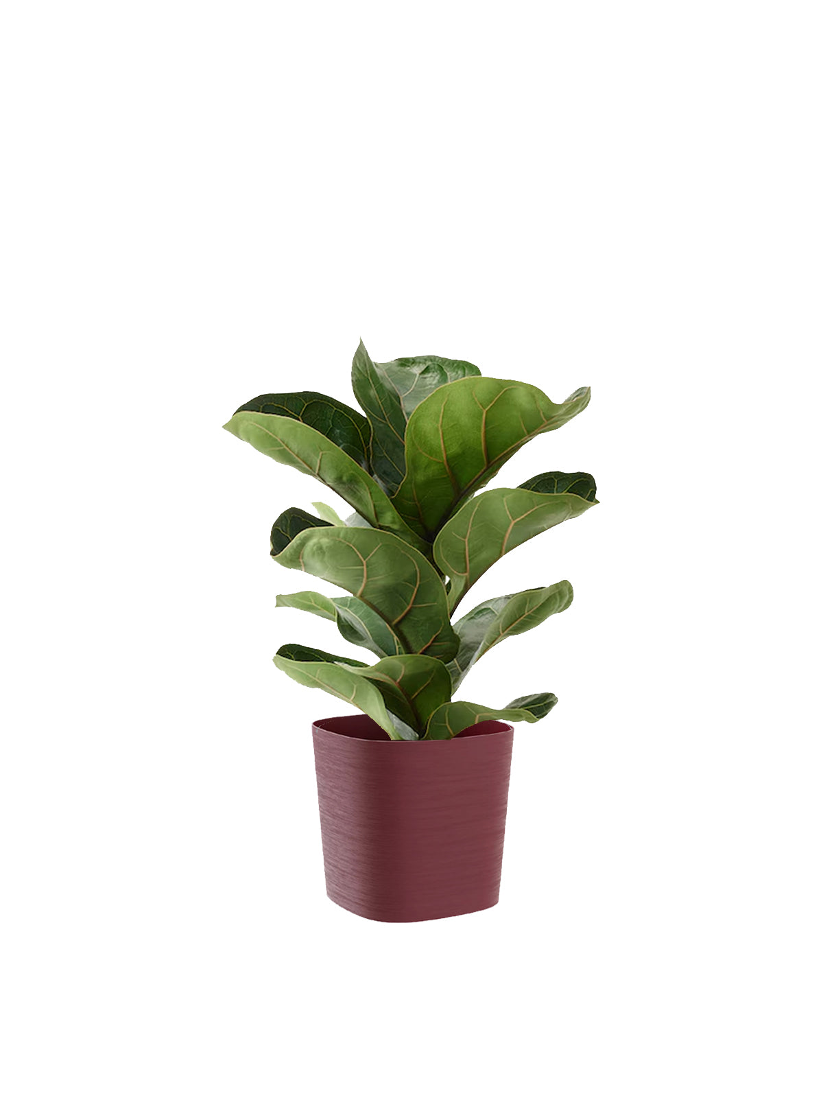 Ficus Lyrata
