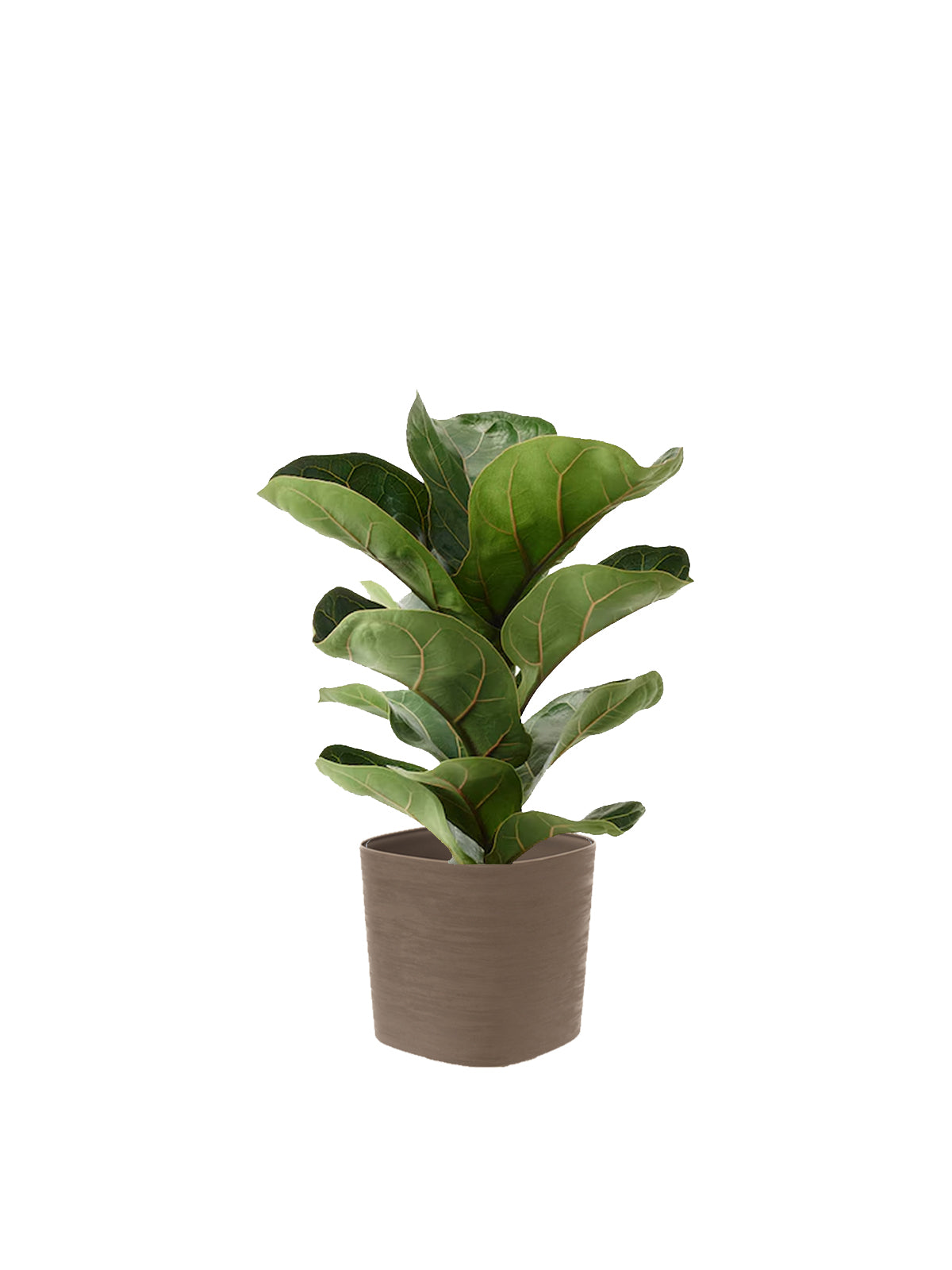 Ficus Lyrata