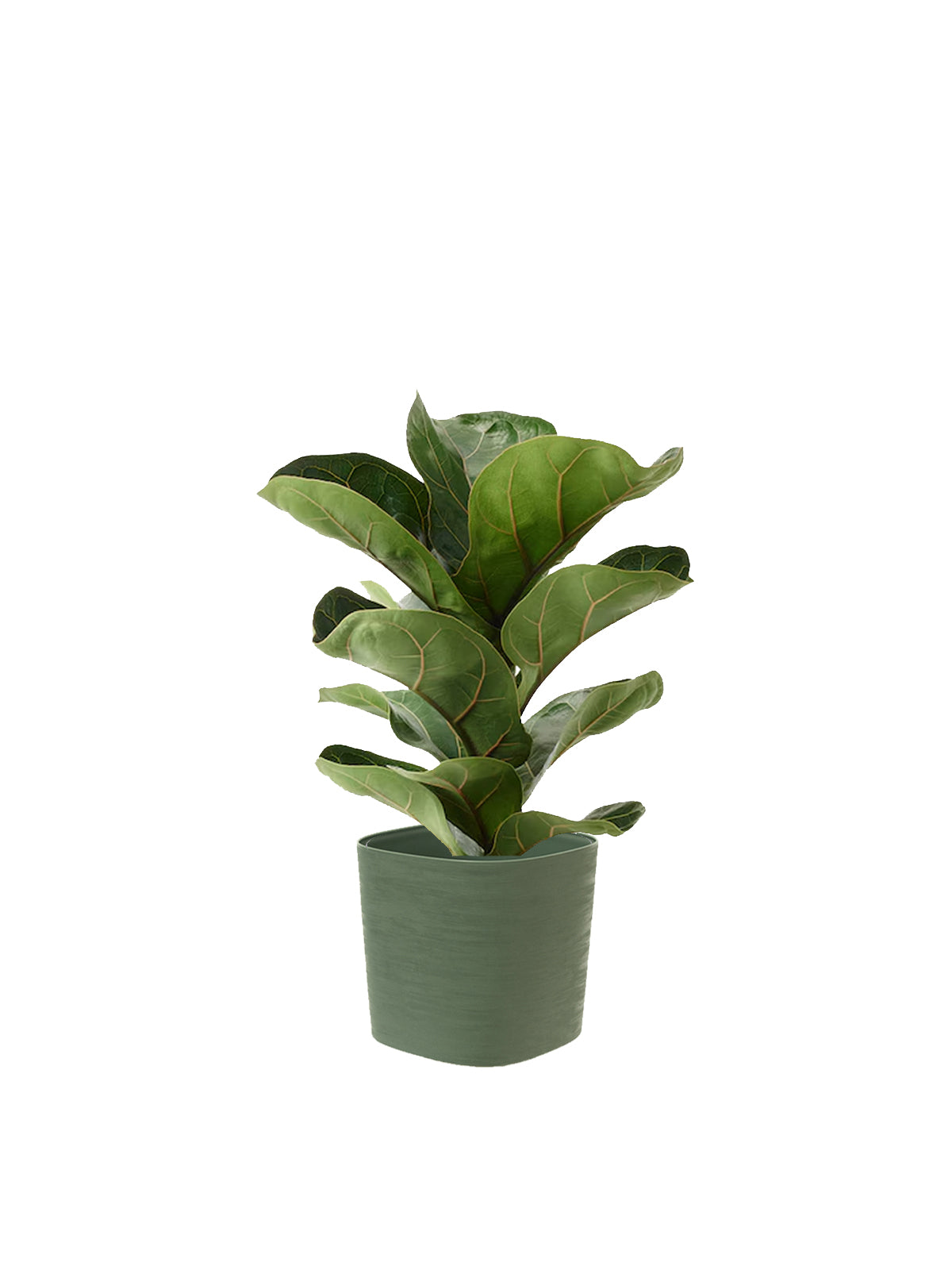 Ficus Lyrata
