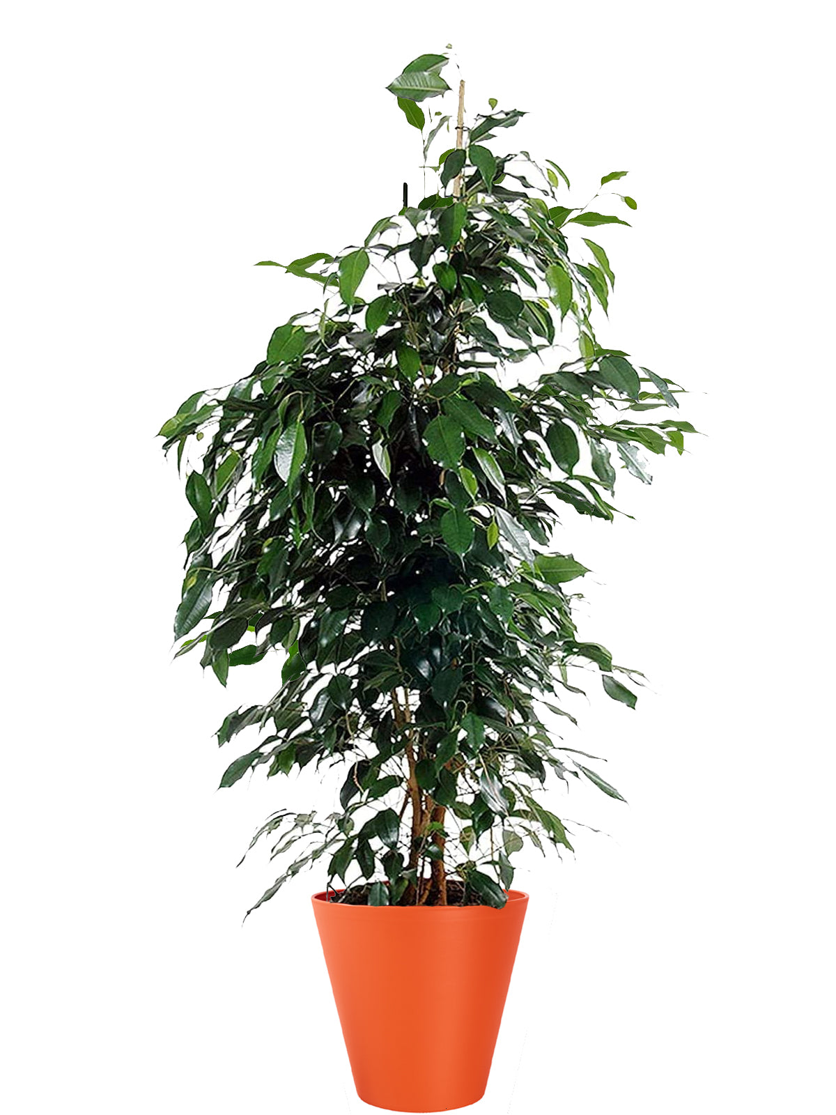Ficus Benjamin extra