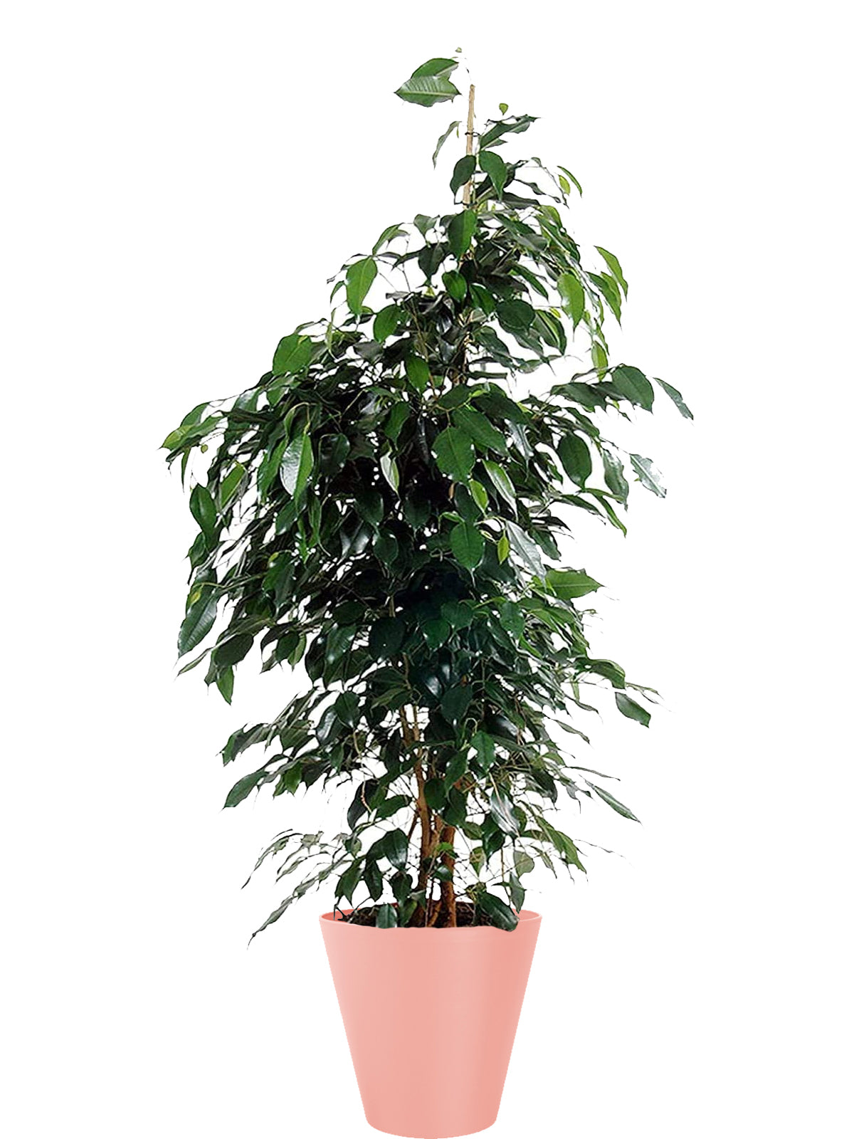 Ficus Benjamin extra