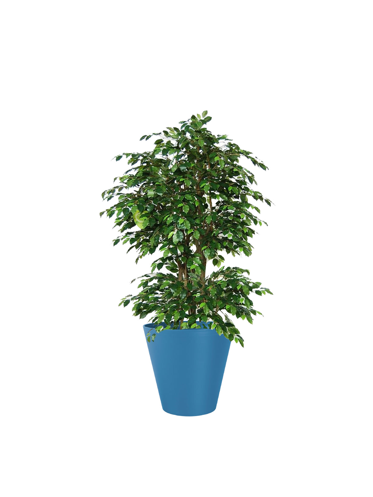 Ficus Benjamin