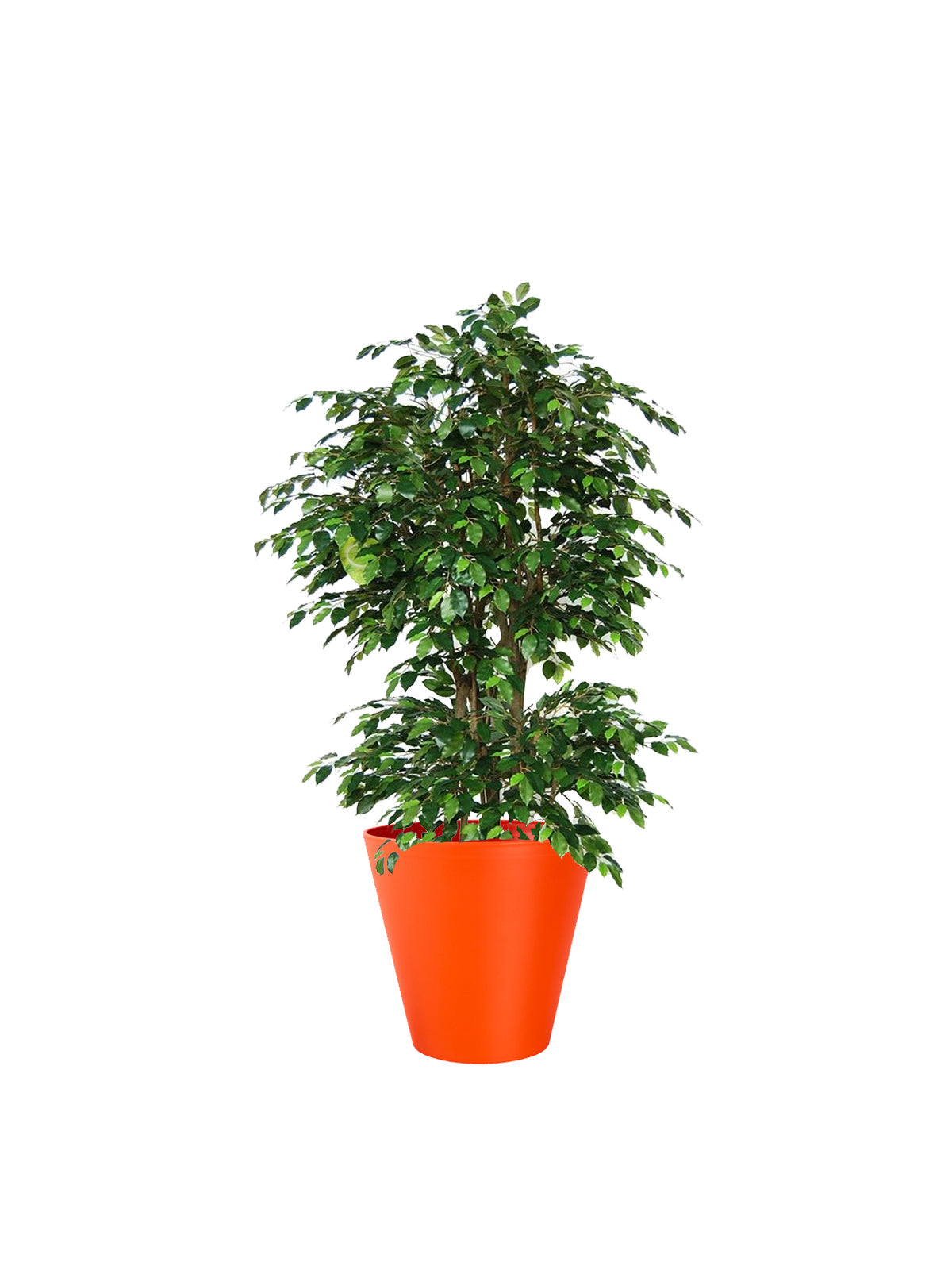 Ficus Benjamin