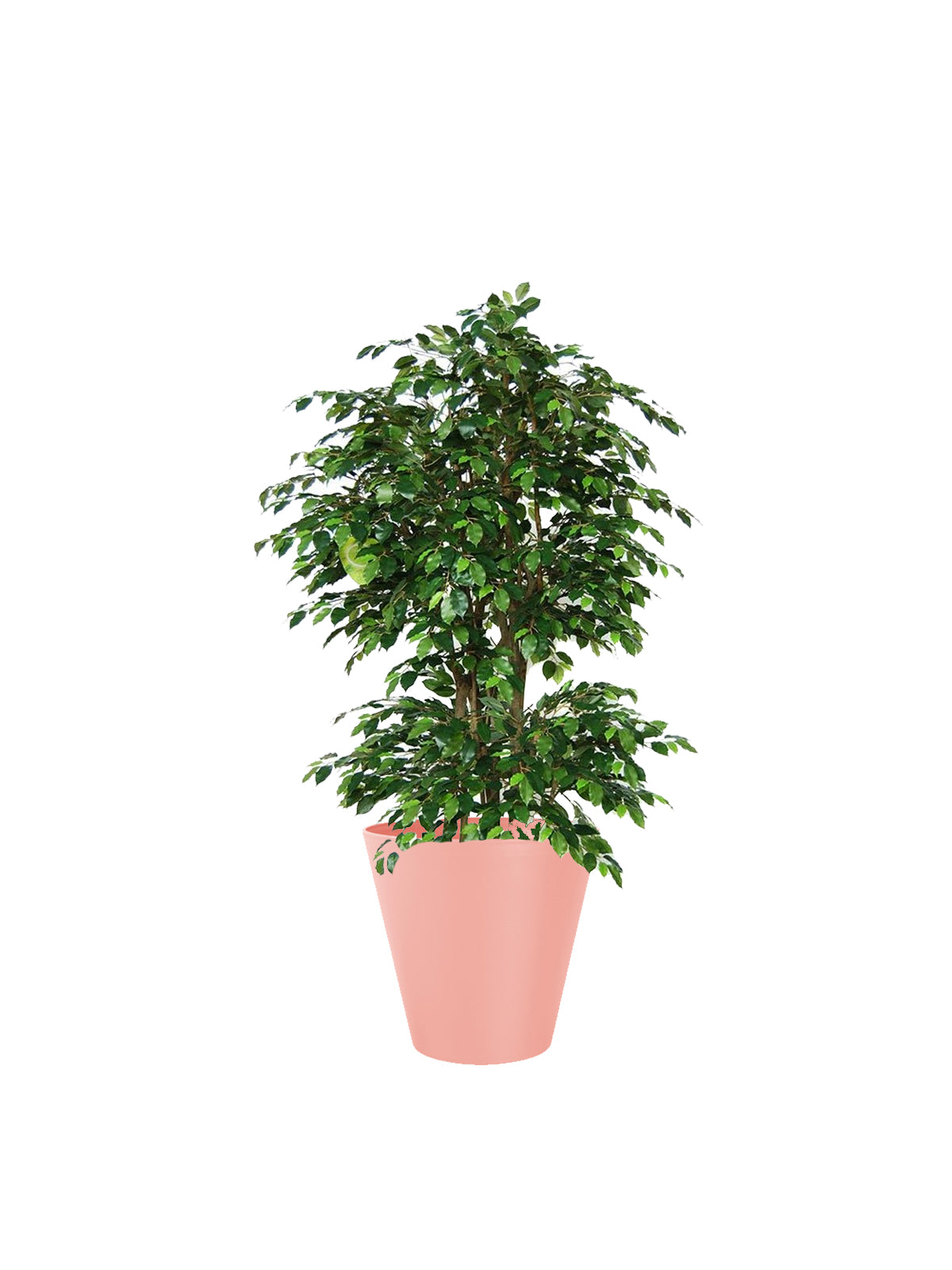 Ficus Benjamin