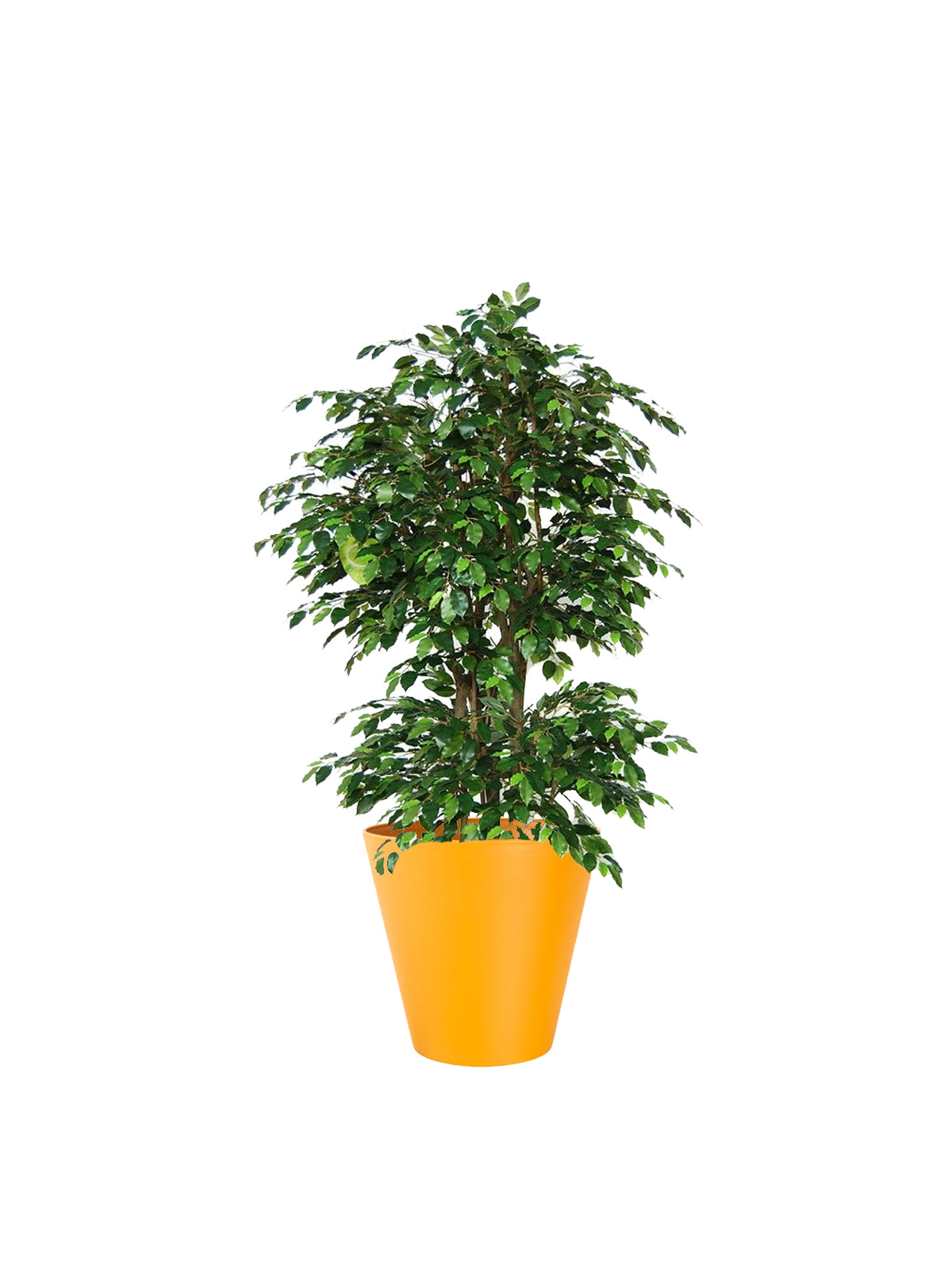 Ficus Benjamin