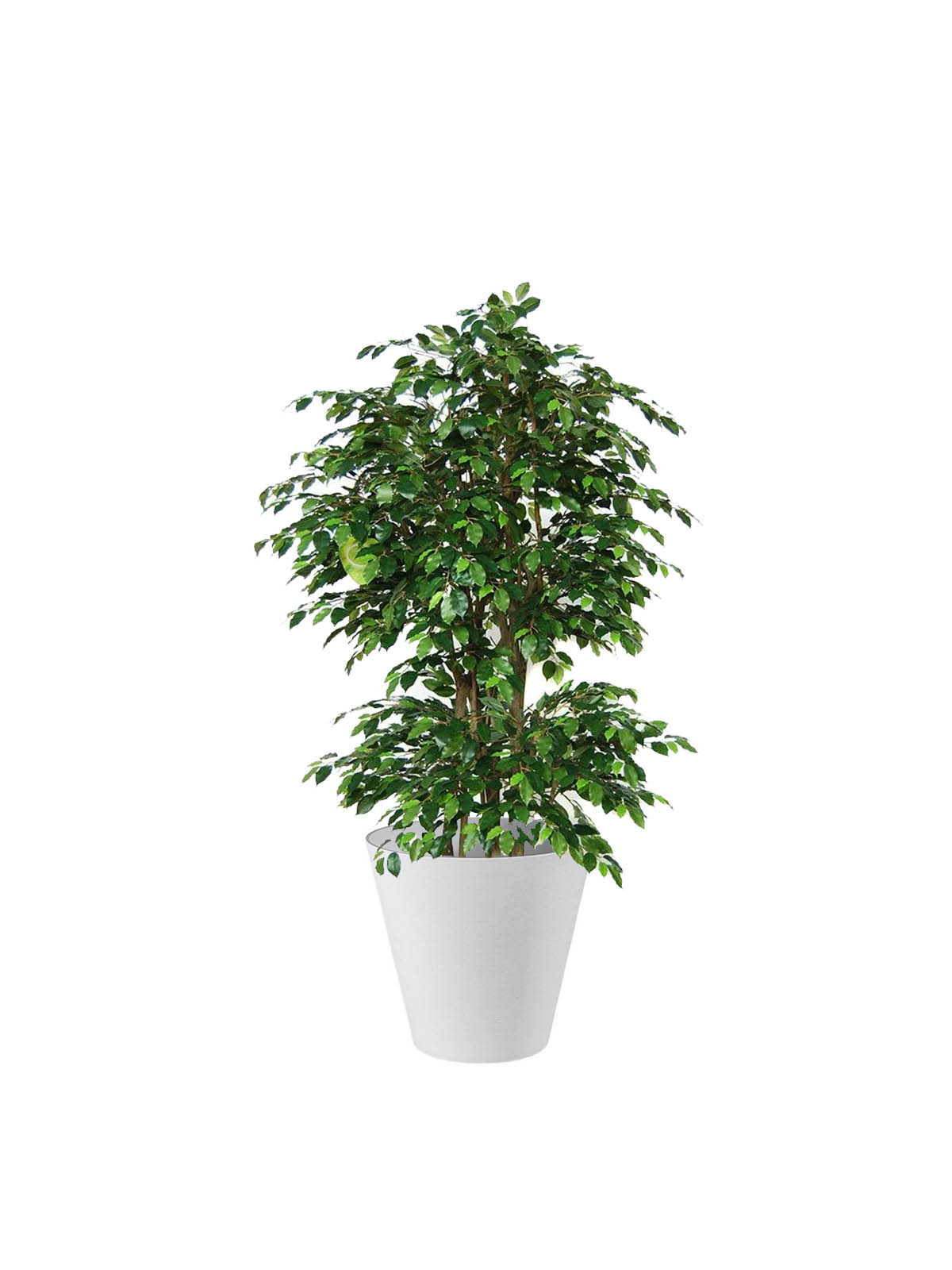 Ficus Benjamin