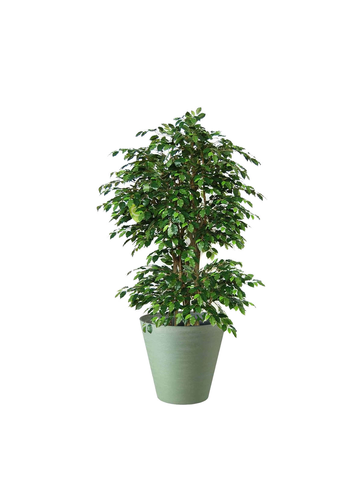 Ficus Benjamin