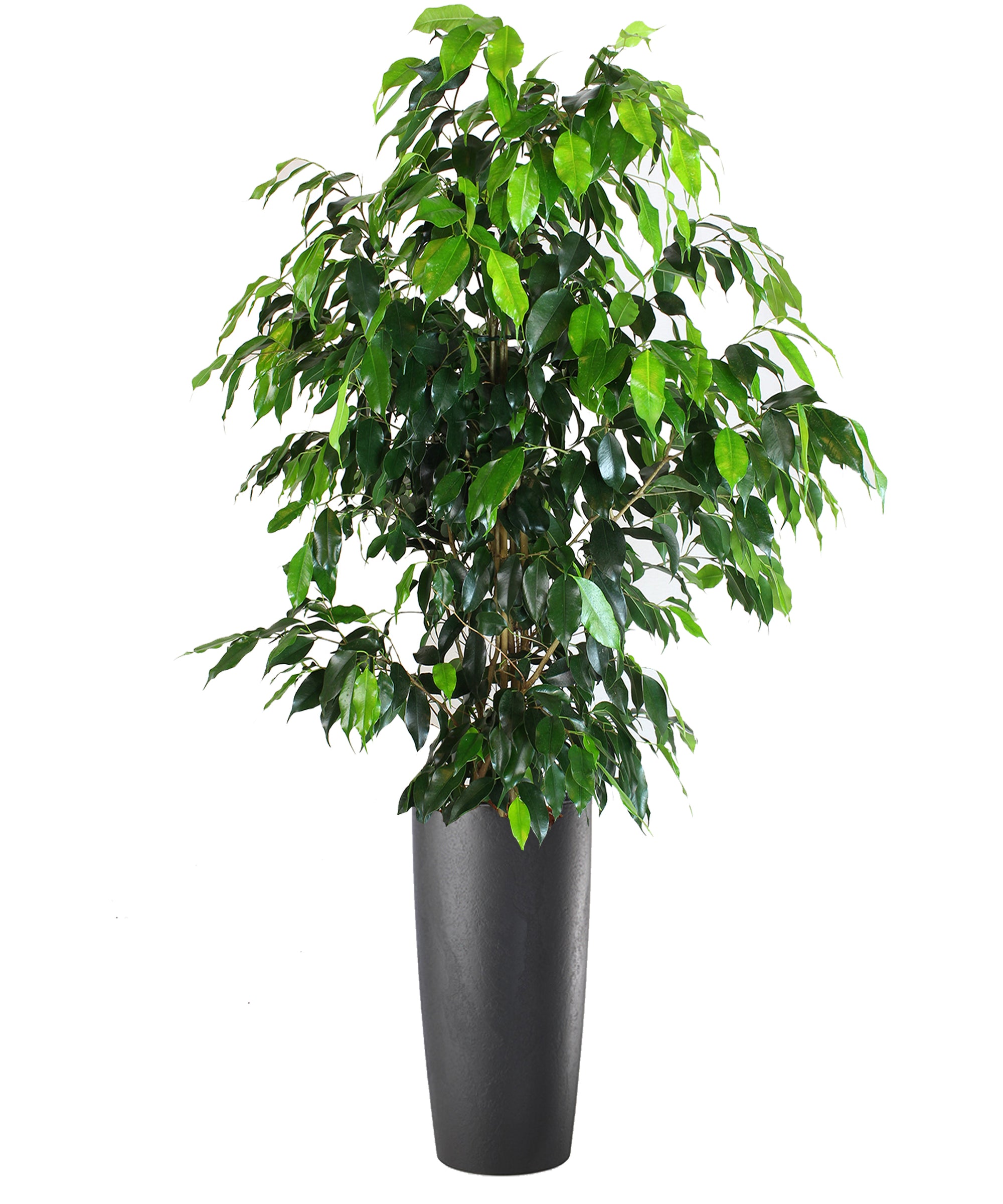 Ficus Benjamin vip