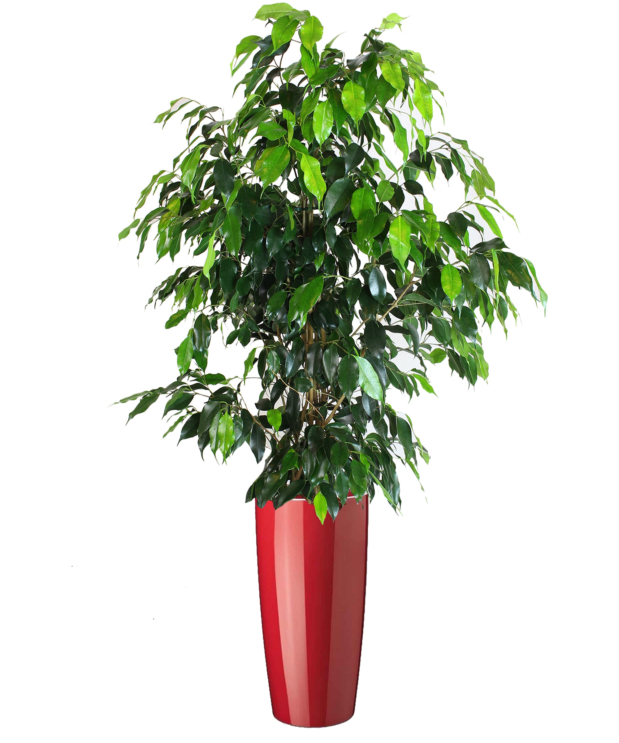 Ficus Benjamin vip