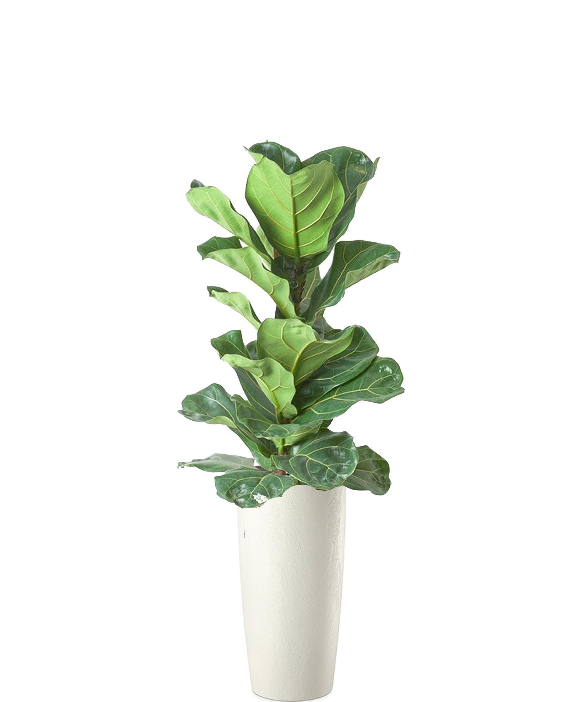 Ficus Lyrata Vip